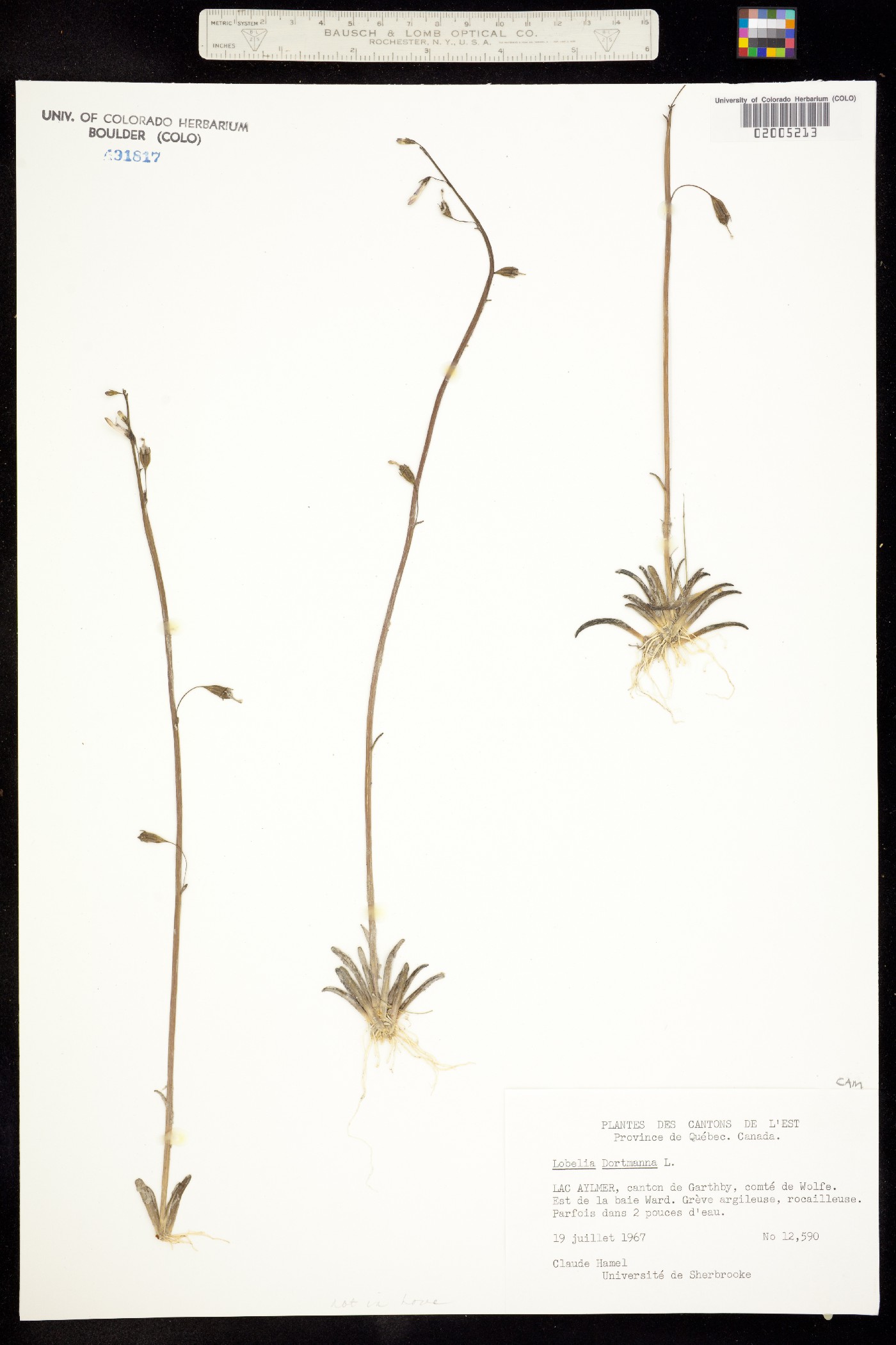 Lobelia dortmanna image