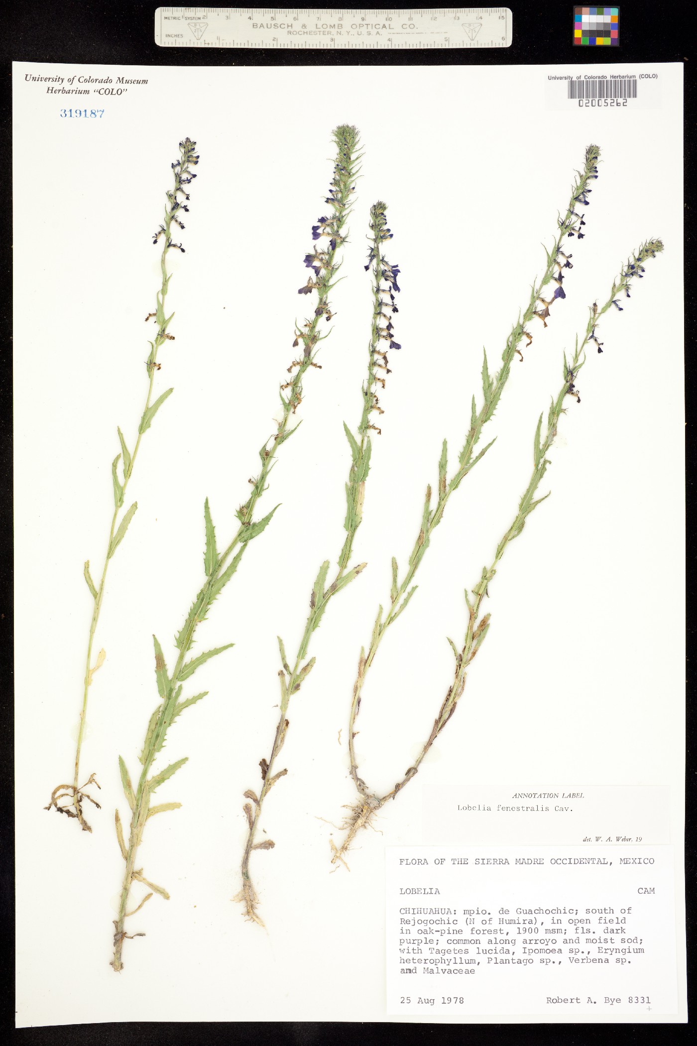 Lobelia fenestralis image