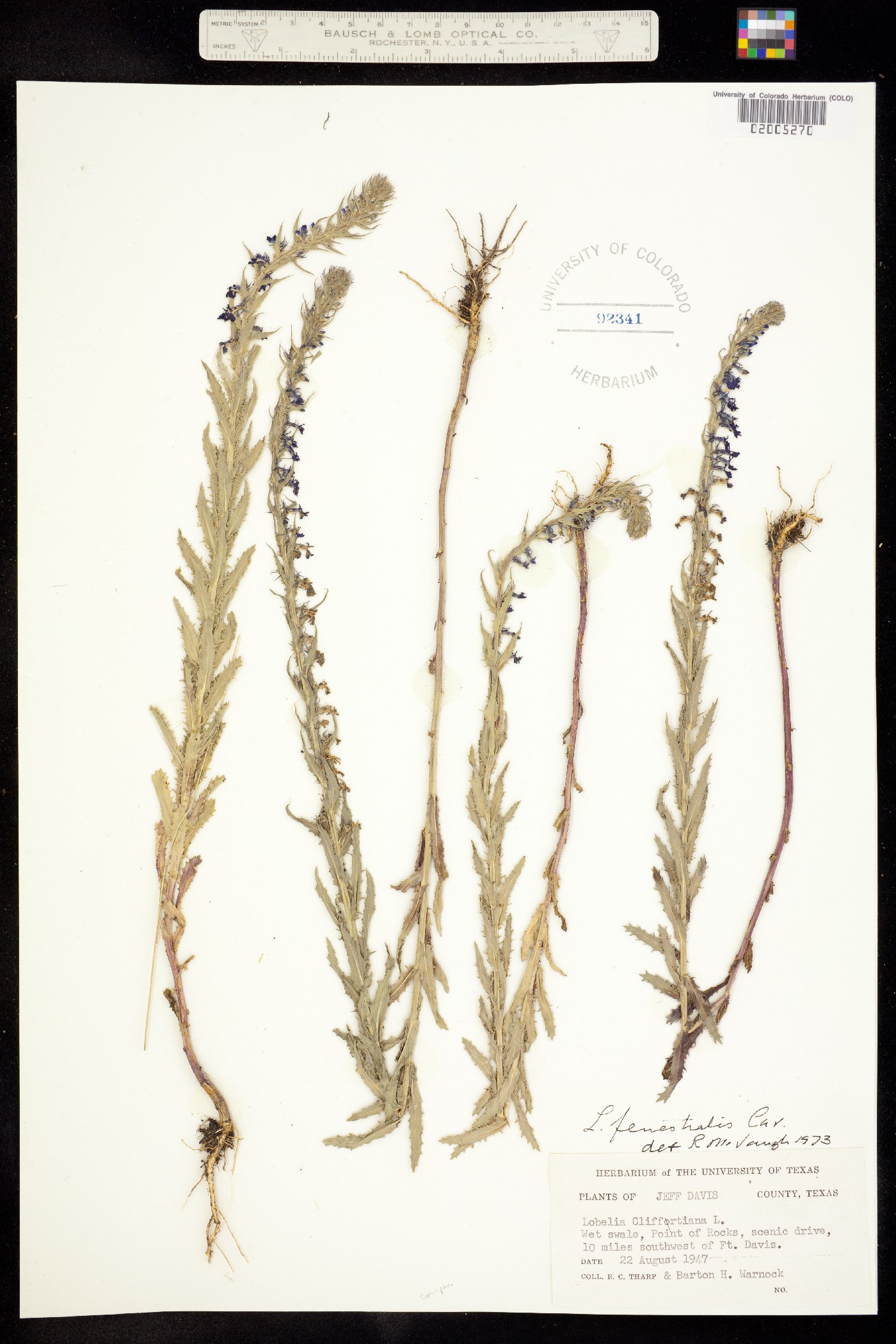 Lobelia fenestralis image