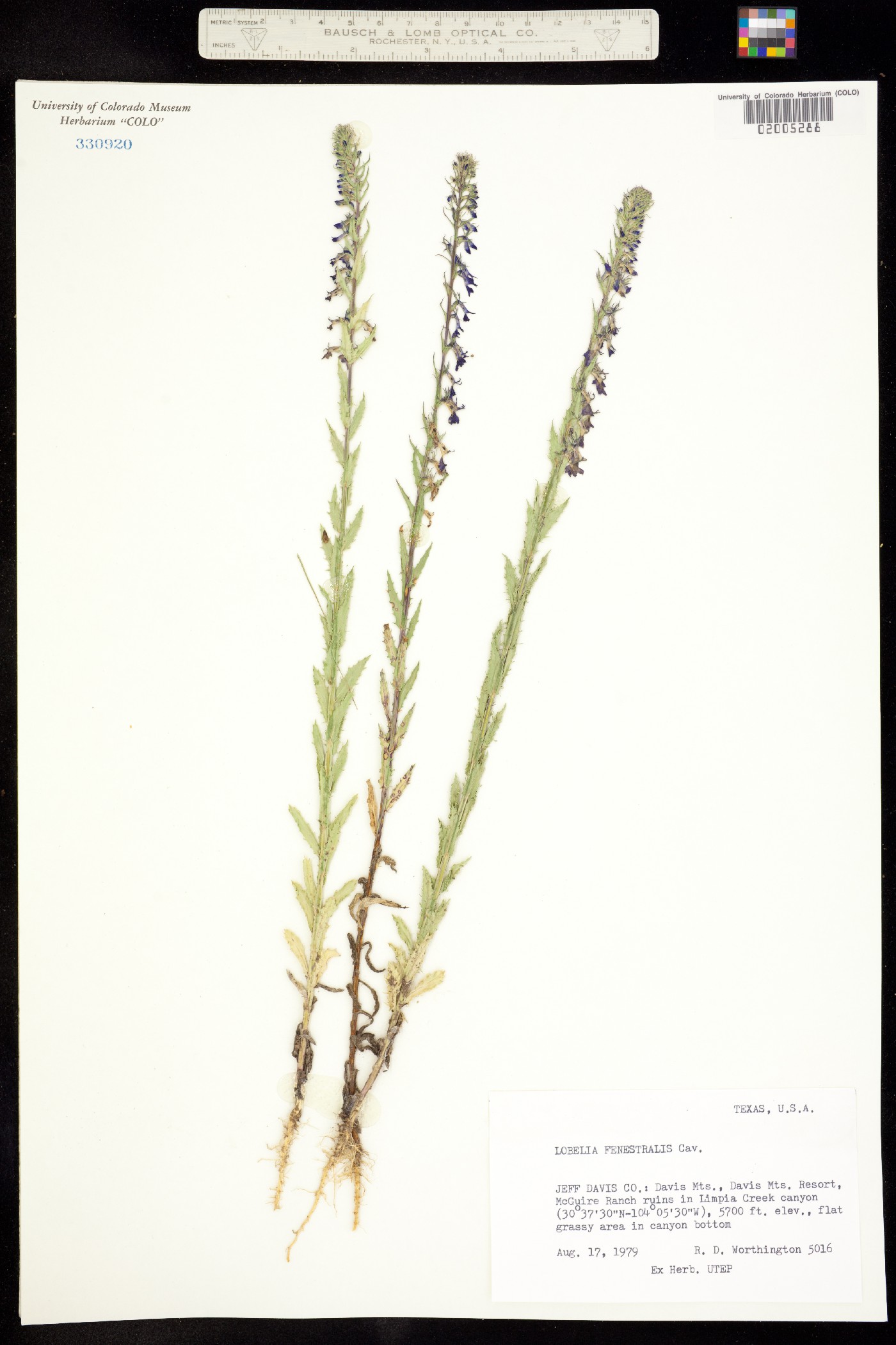 Lobelia fenestralis image