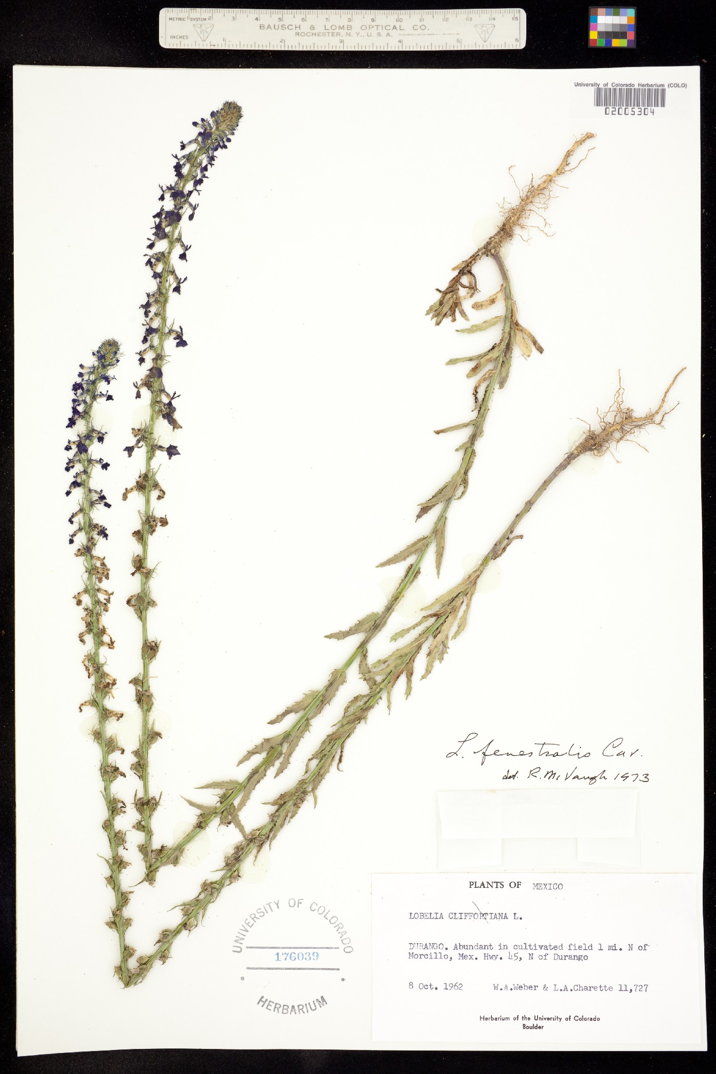 Lobelia fenestralis image