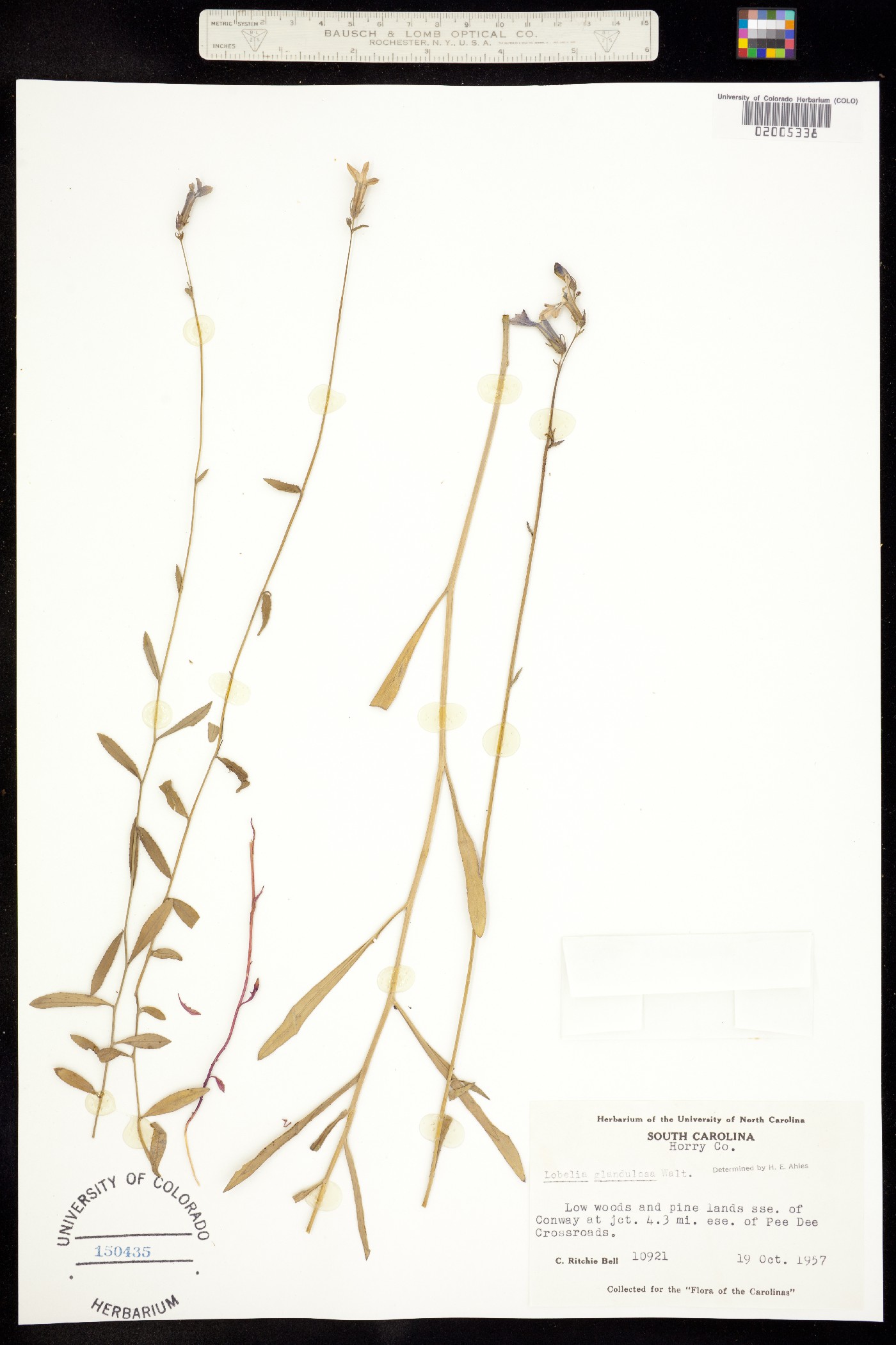 Lobelia glandulosa image