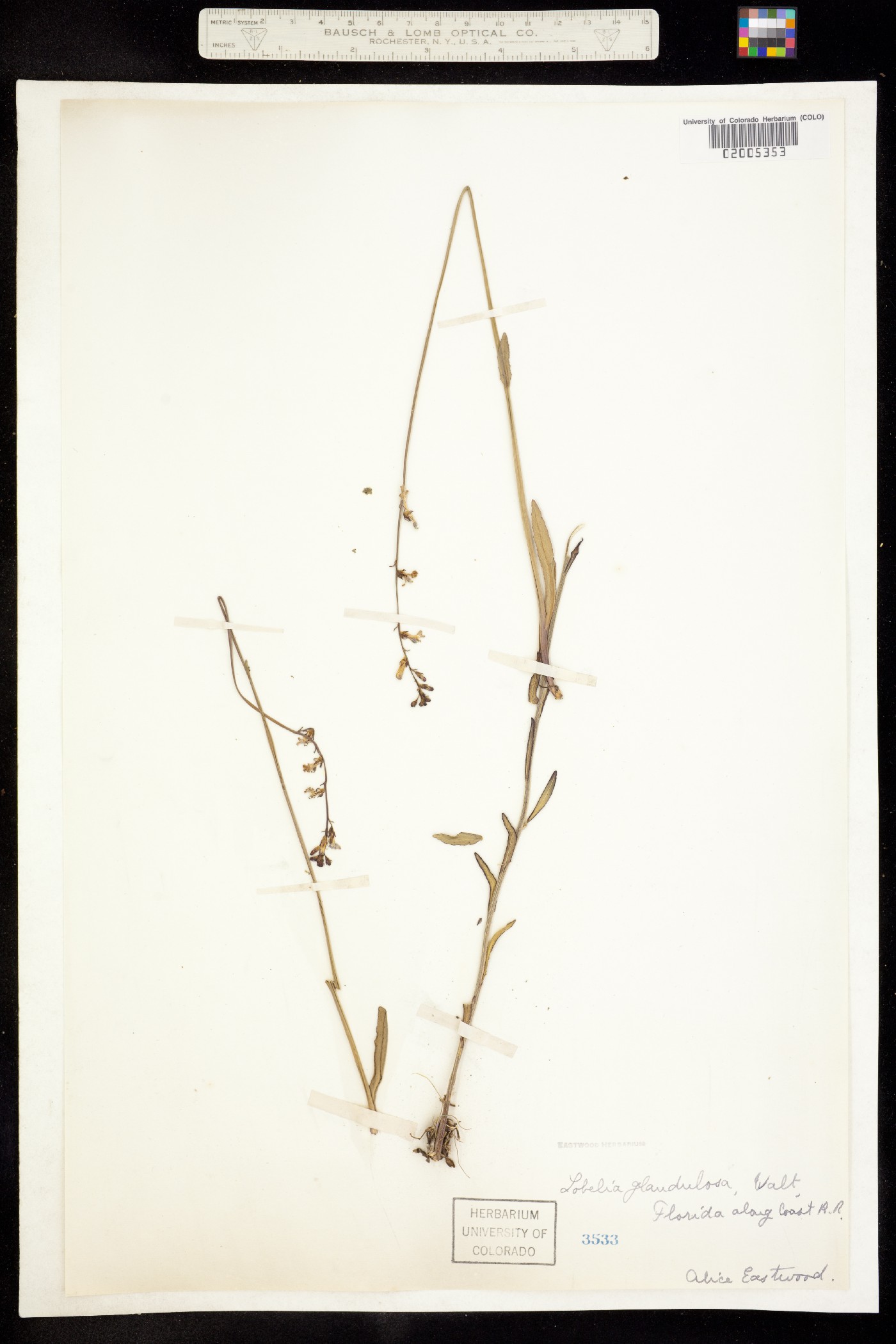 Lobelia glandulosa image