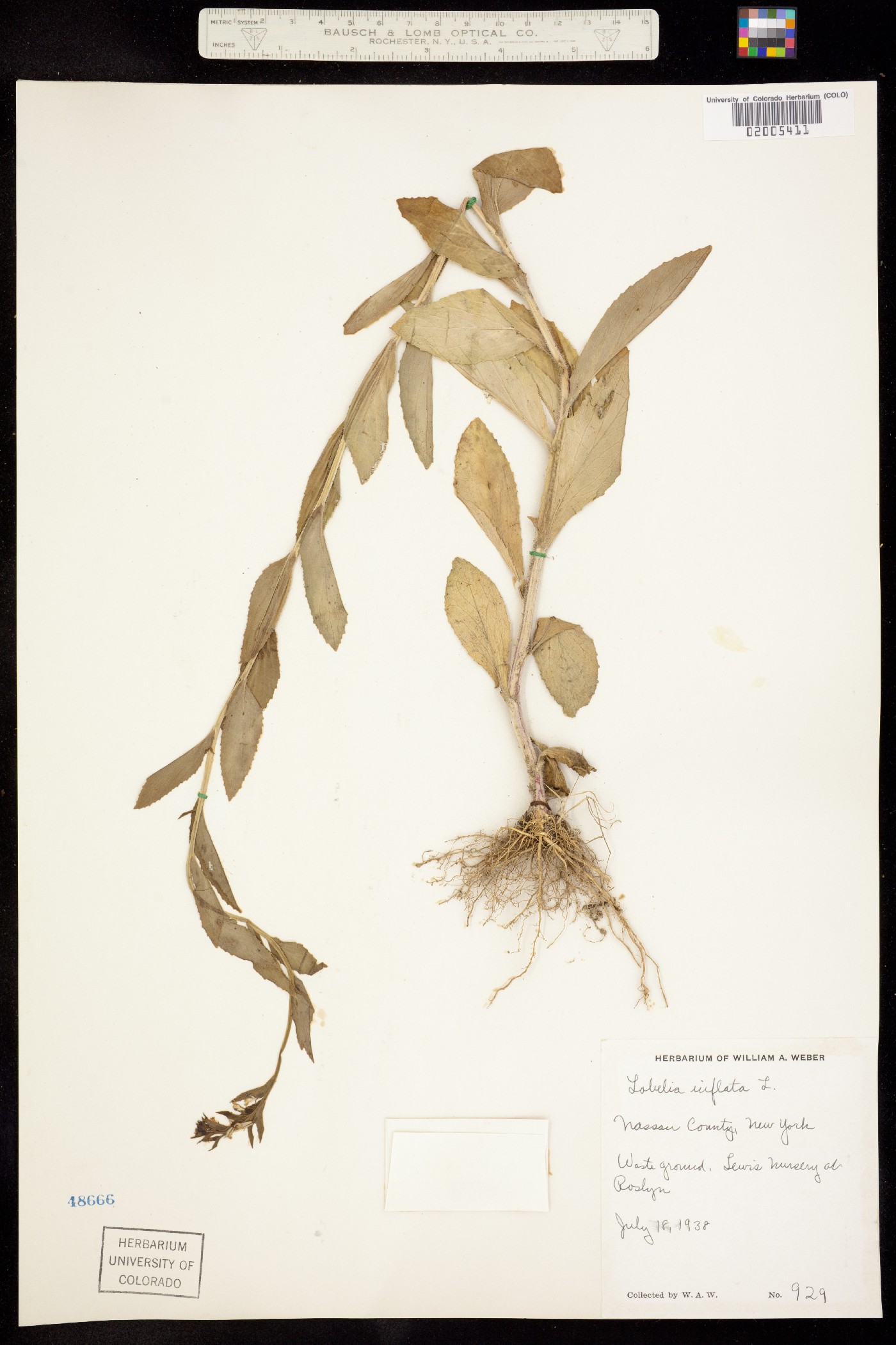 Lobelia inflata image