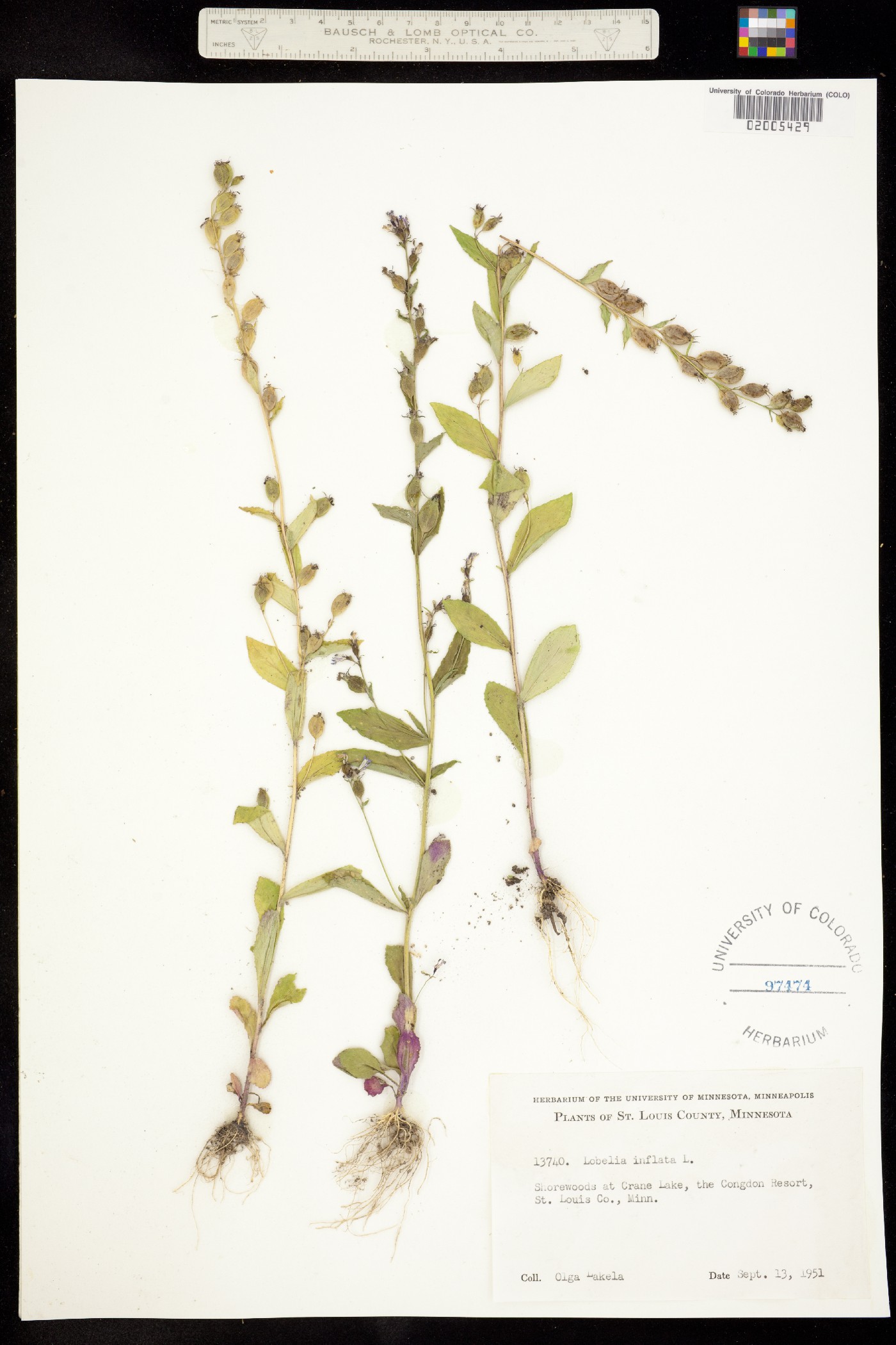 Lobelia inflata image