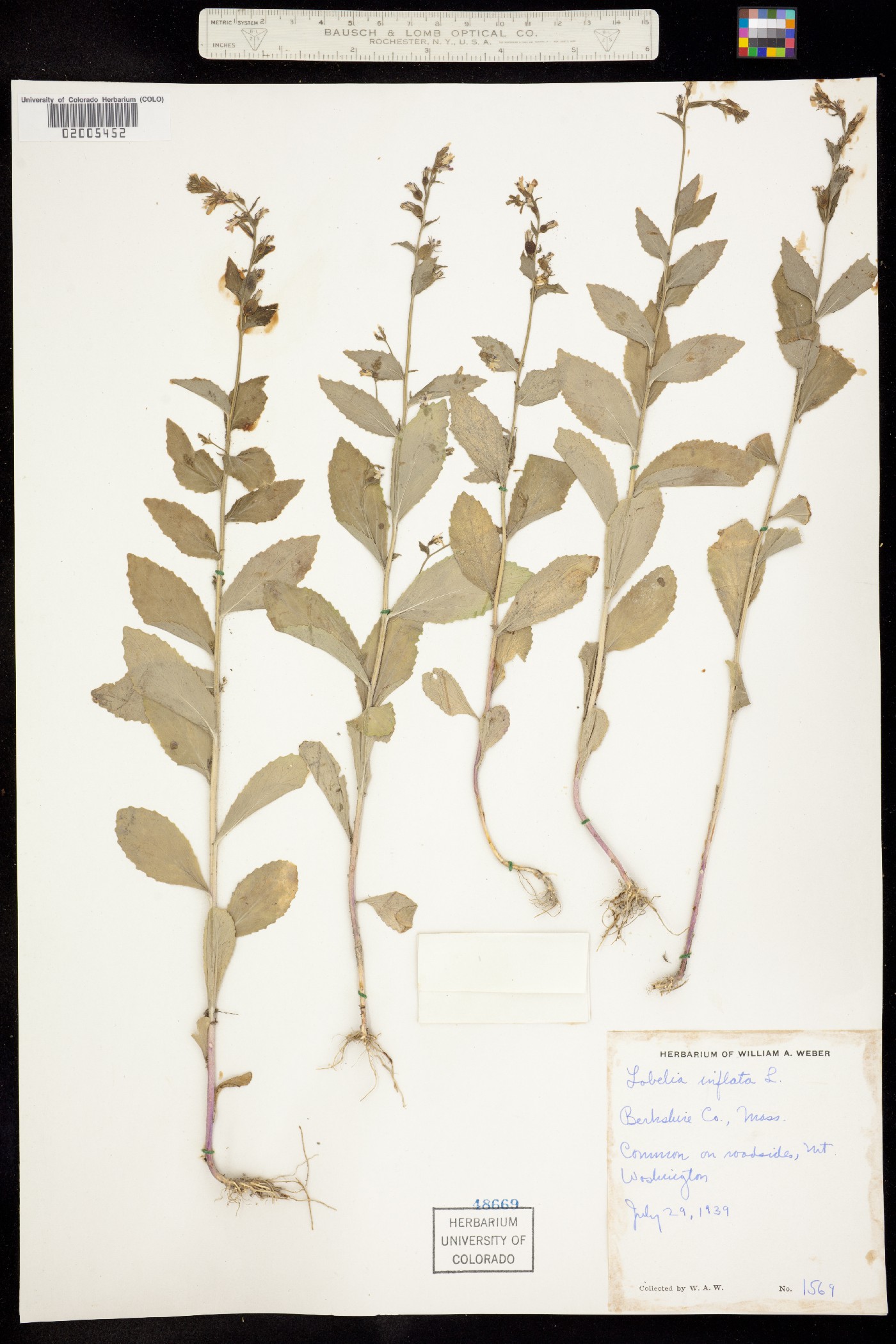 Lobelia inflata image