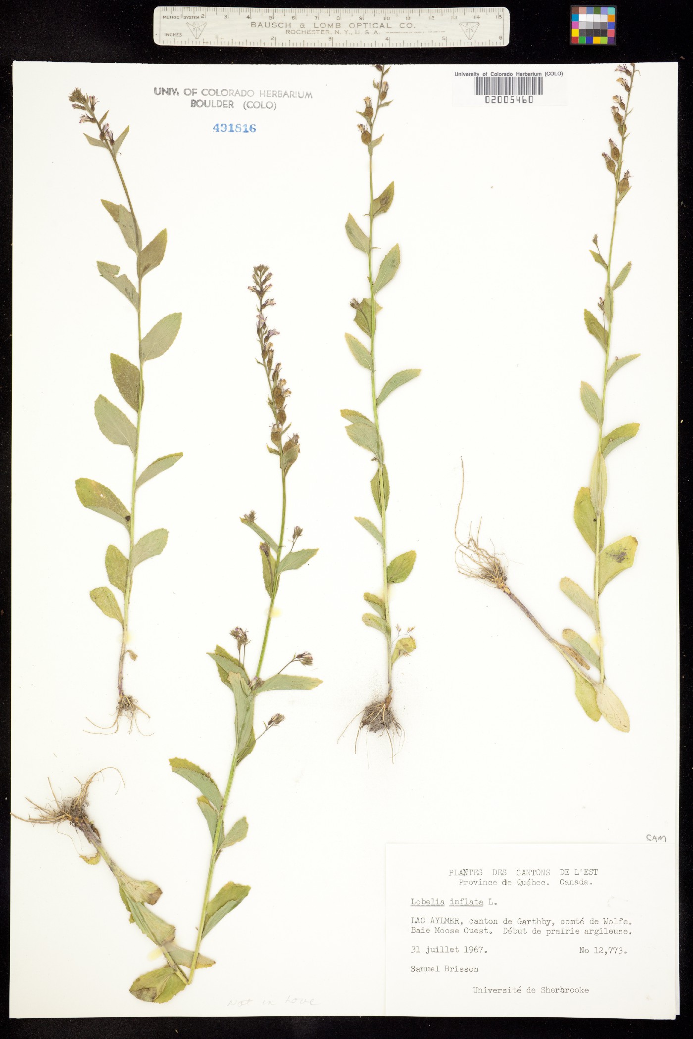 Lobelia inflata image