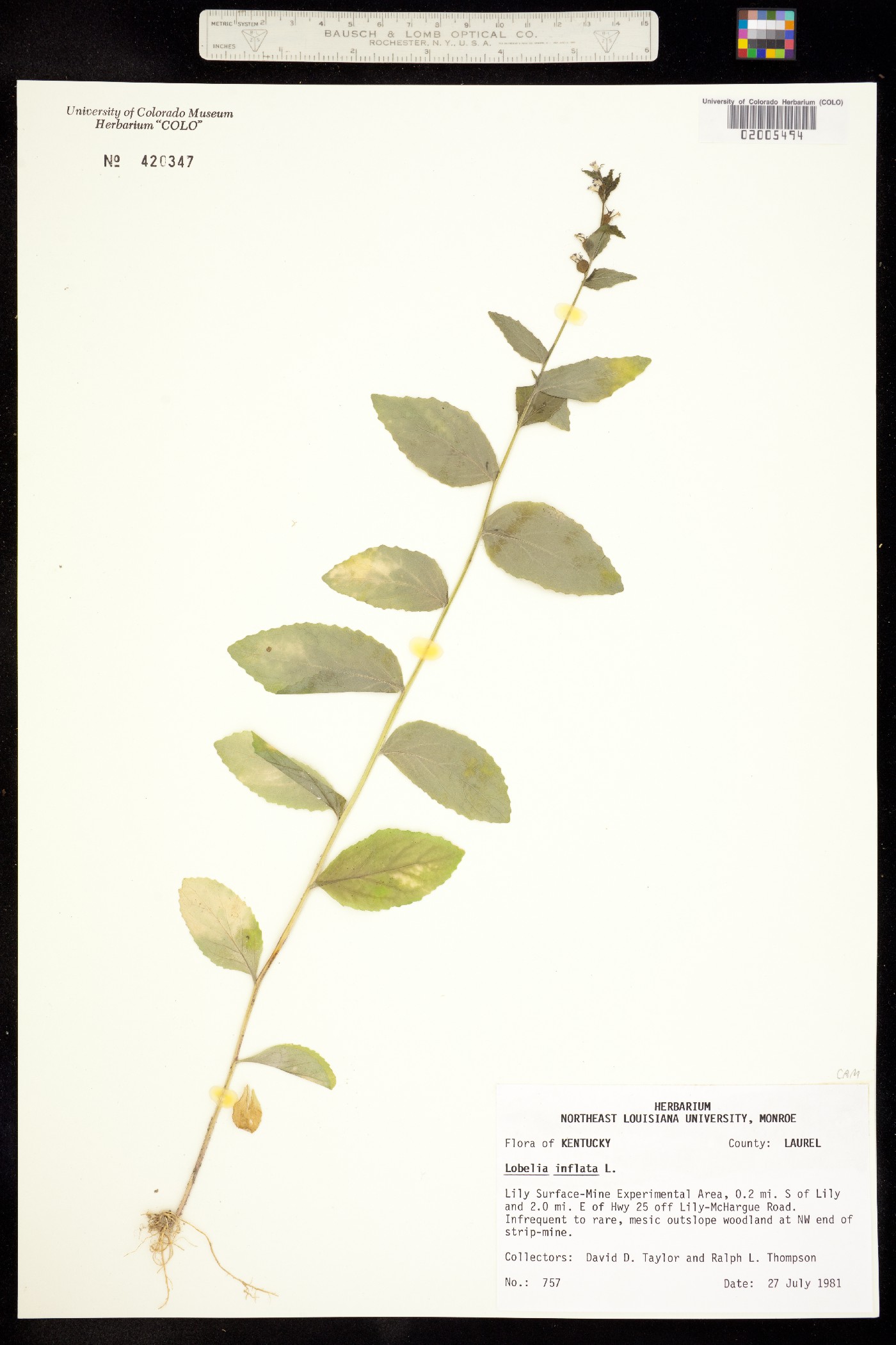 Lobelia inflata image