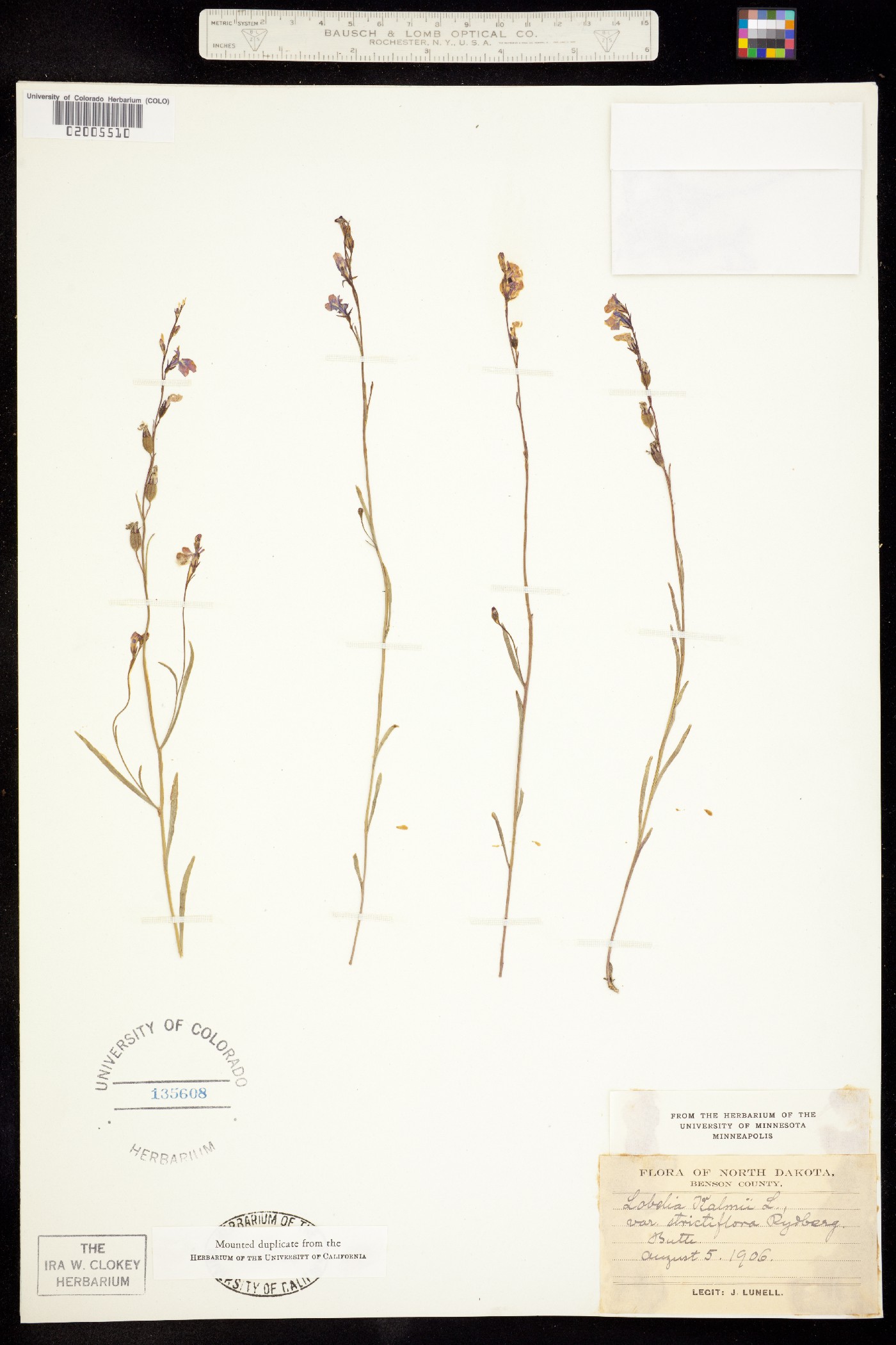 Lobelia kalmii image