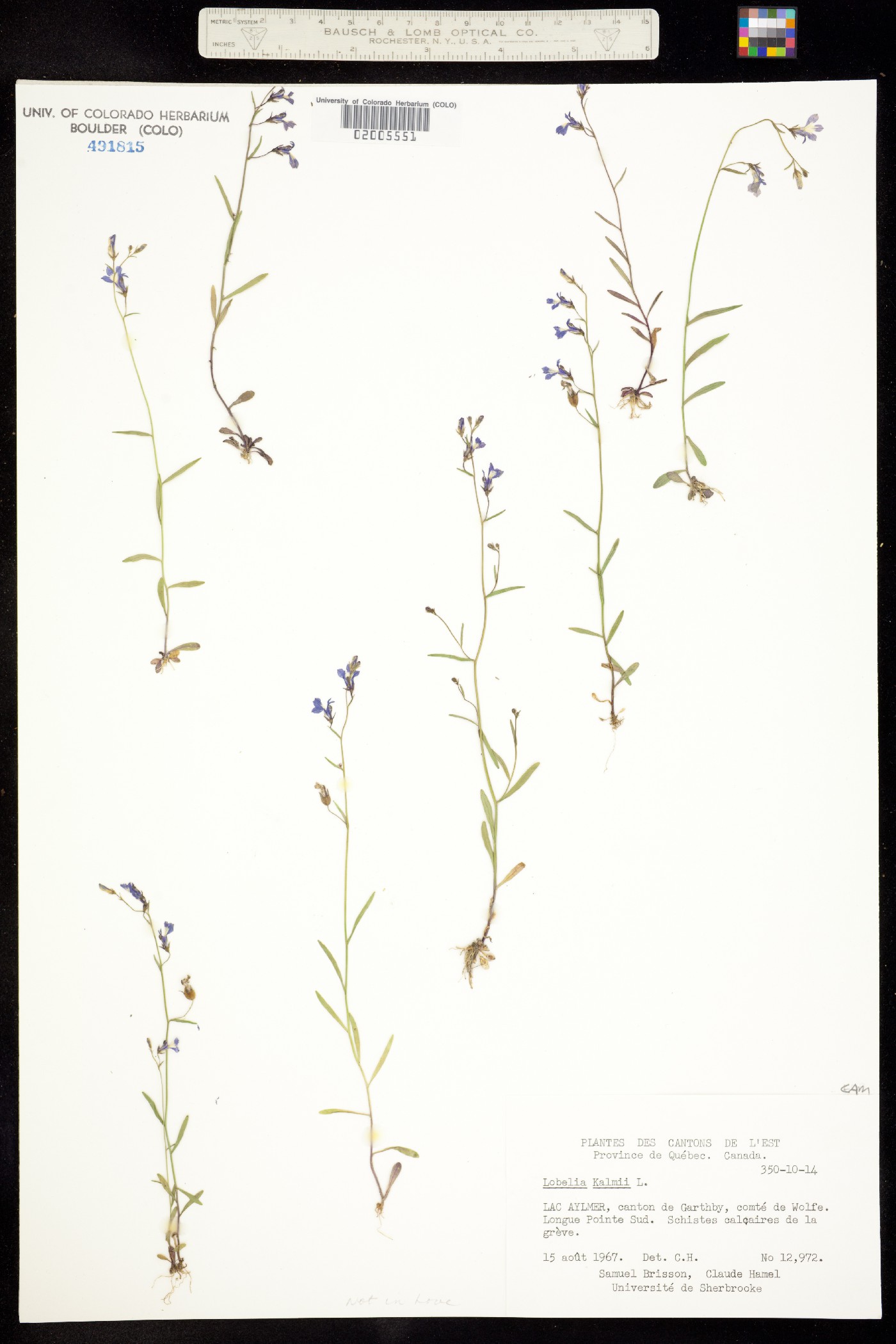 Lobelia kalmii image
