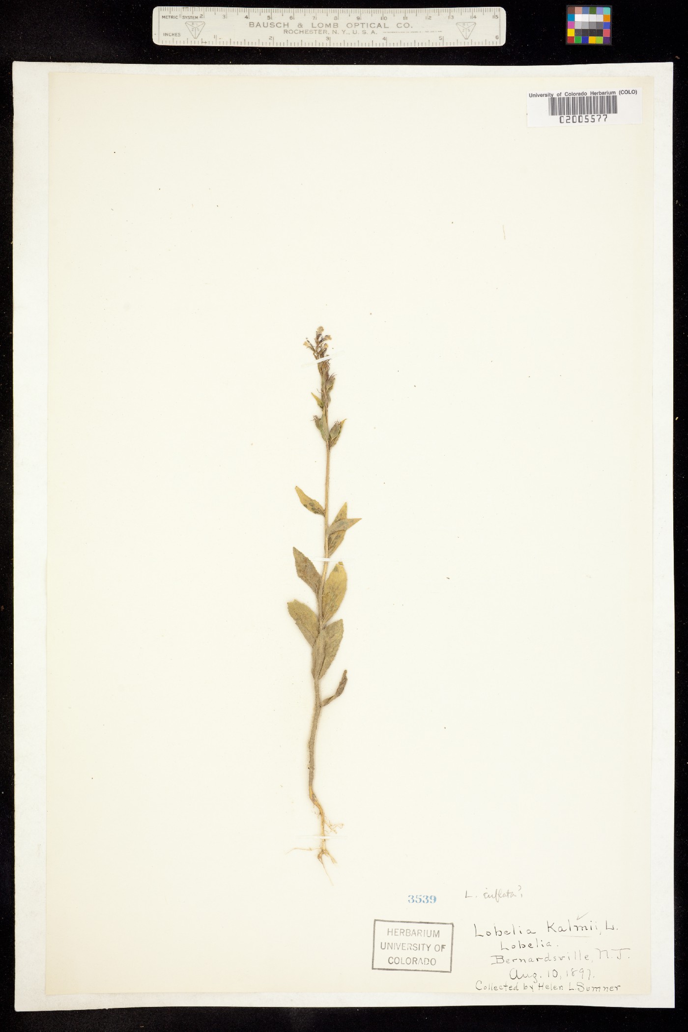 Lobelia inflata image