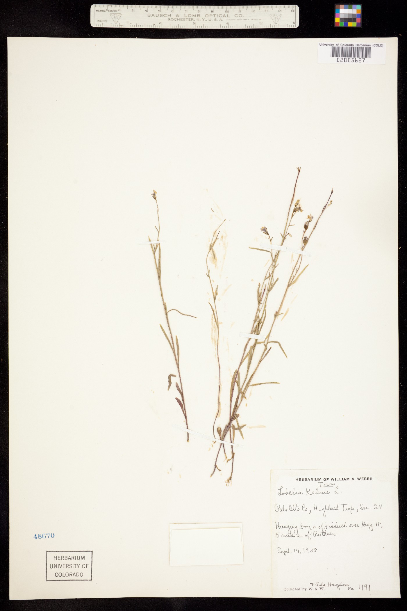 Lobelia kalmii image