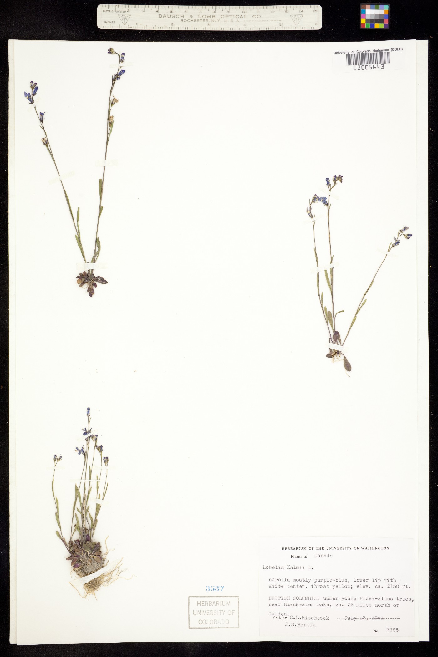 Lobelia kalmii image