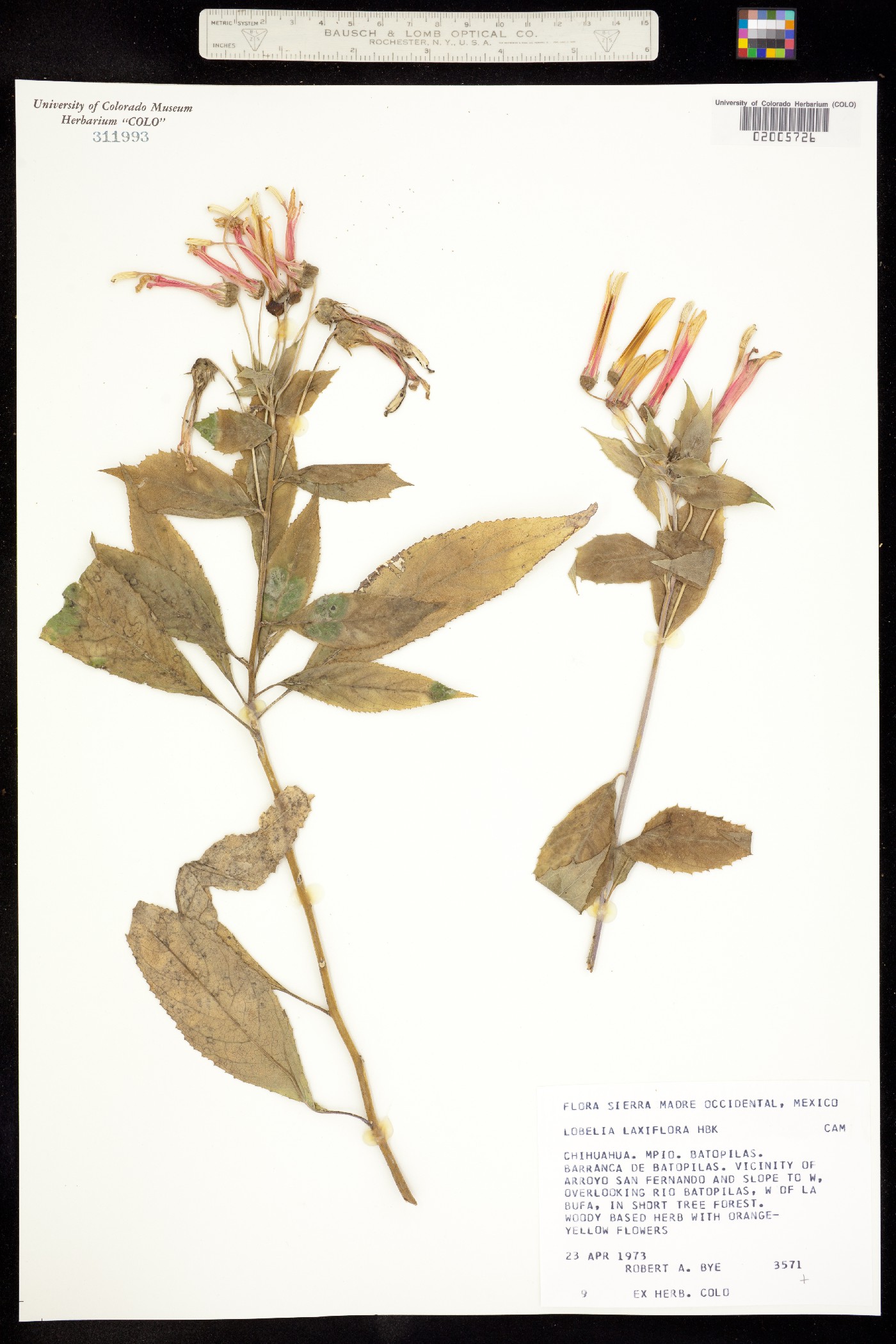Lobelia laxiflora image