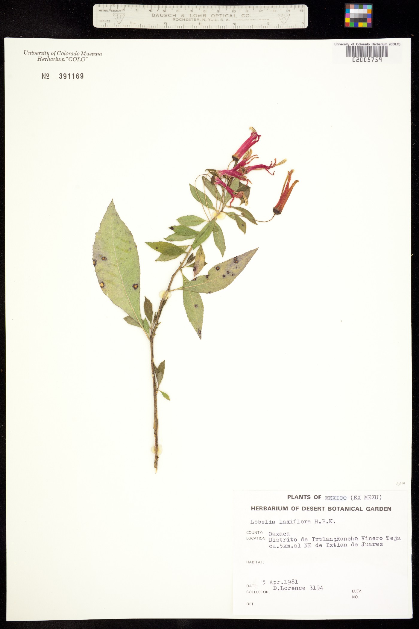 Lobelia laxiflora image