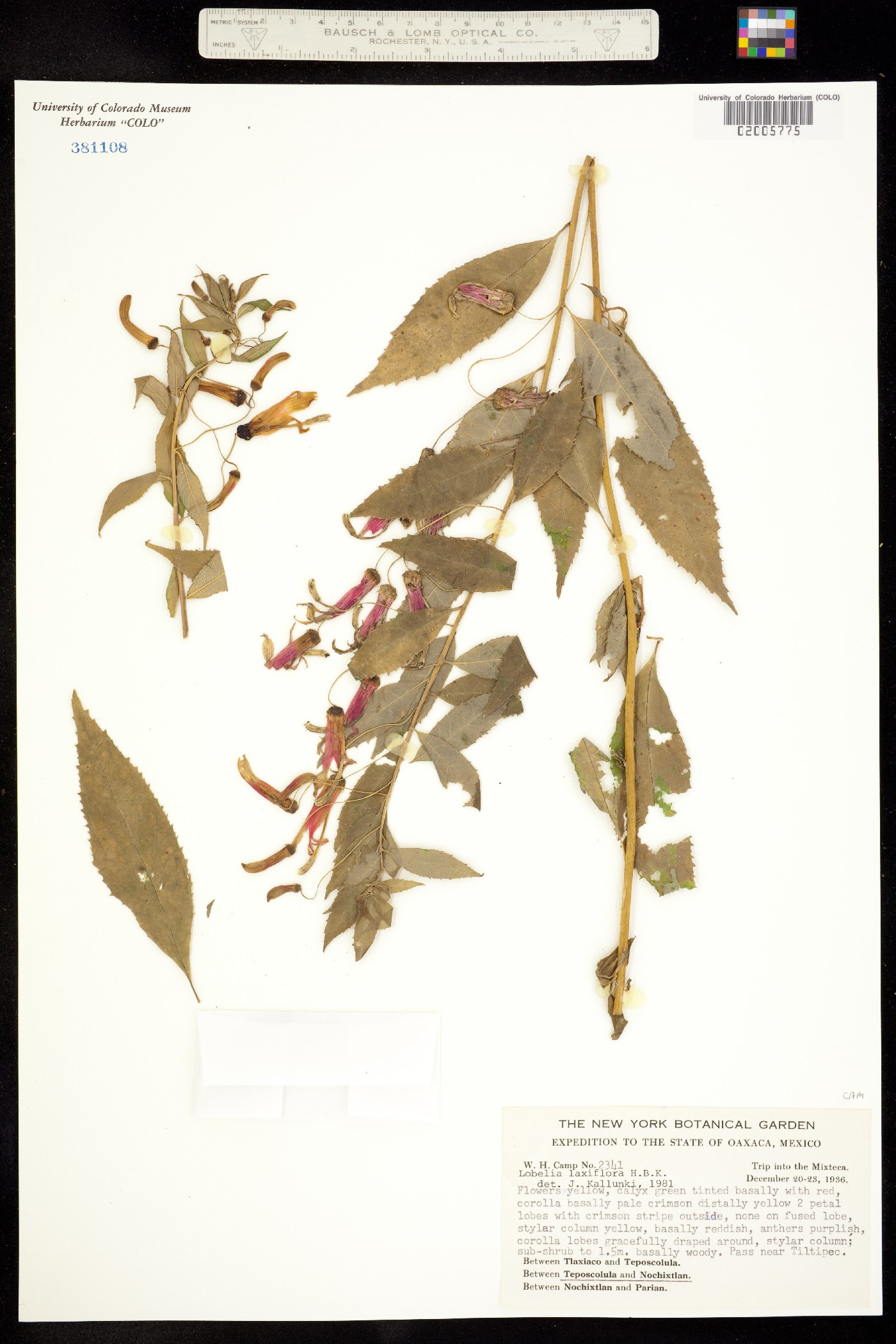 Lobelia laxiflora image