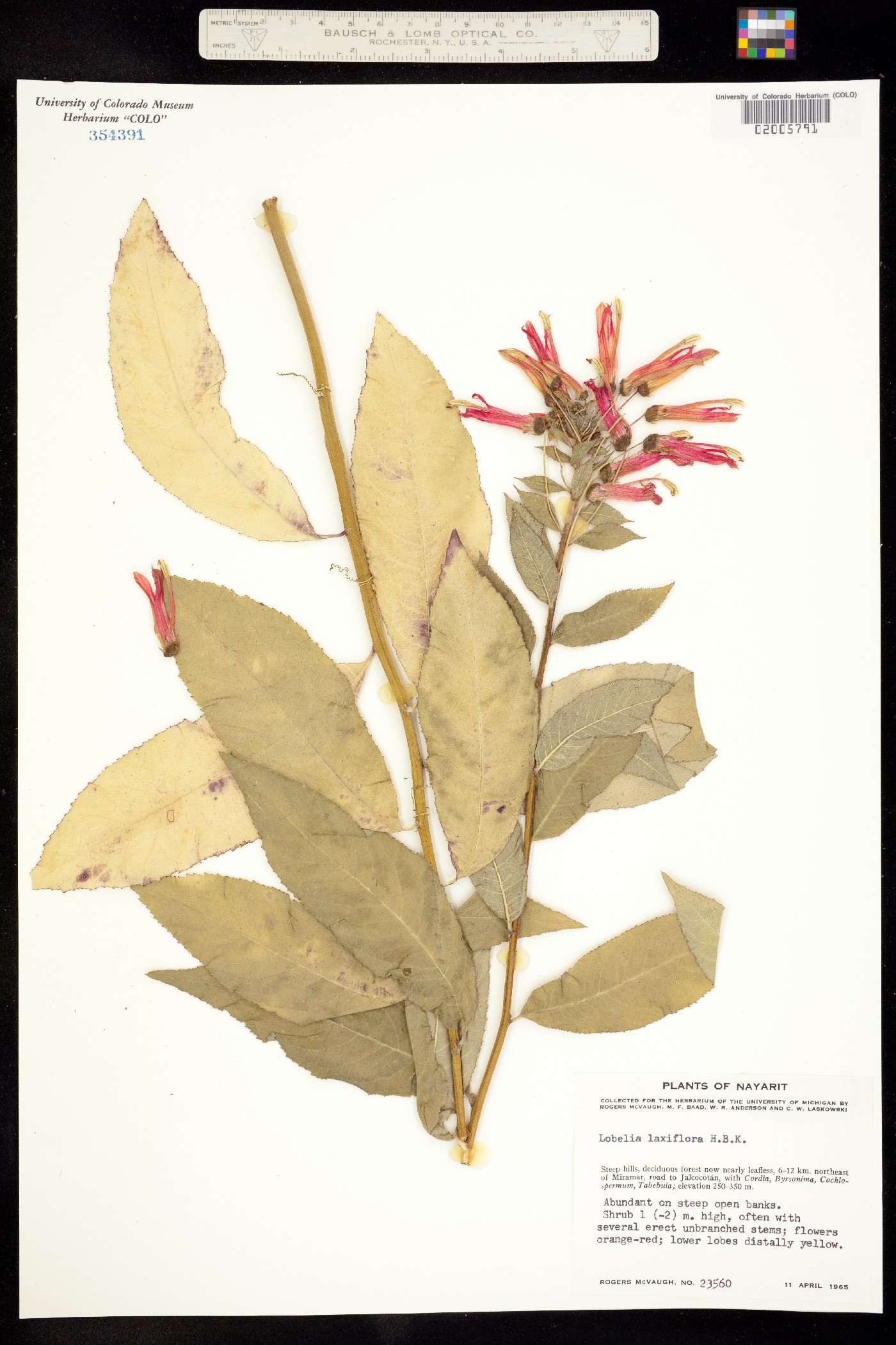 Lobelia laxiflora image