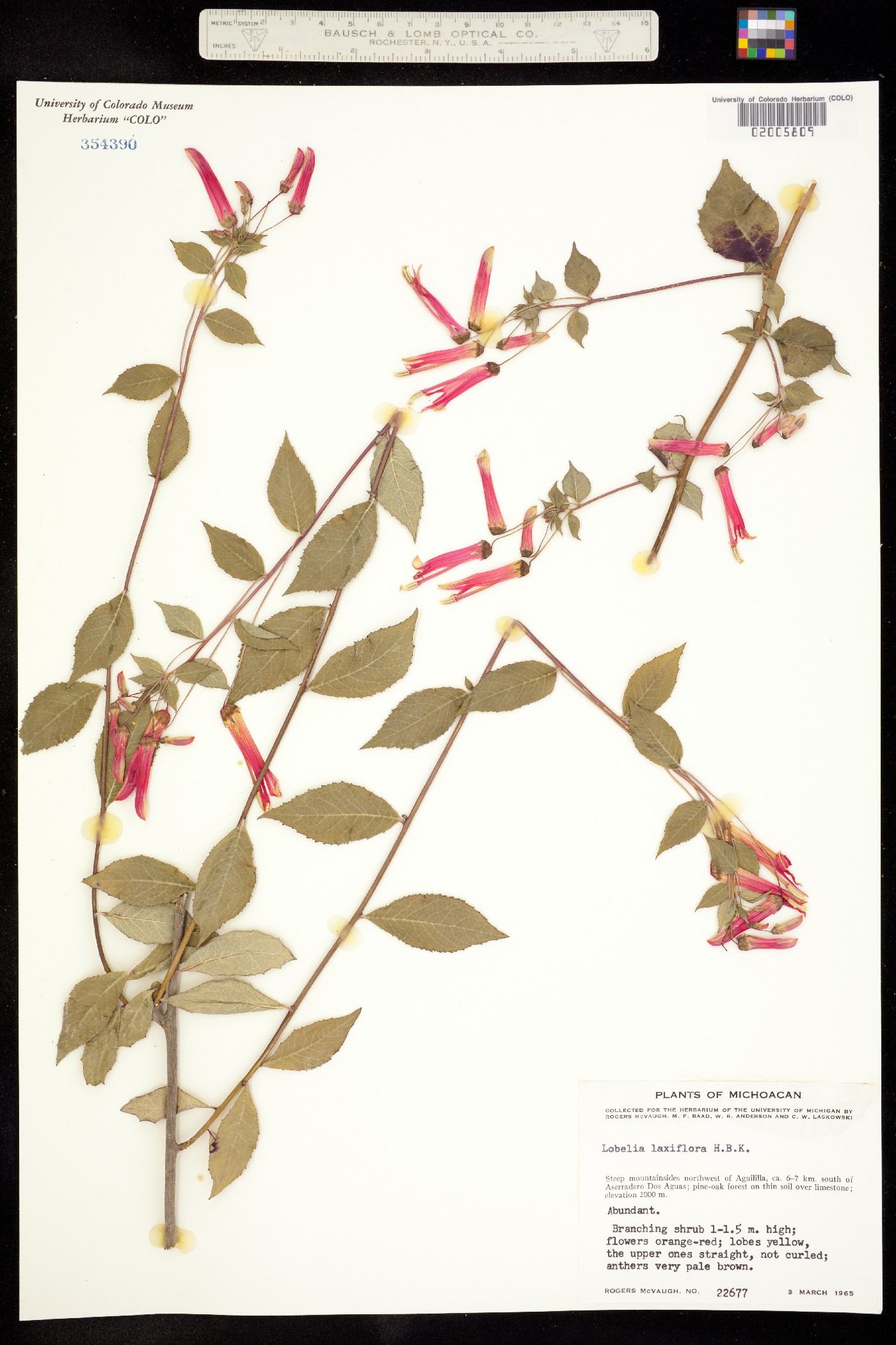 Lobelia laxiflora image