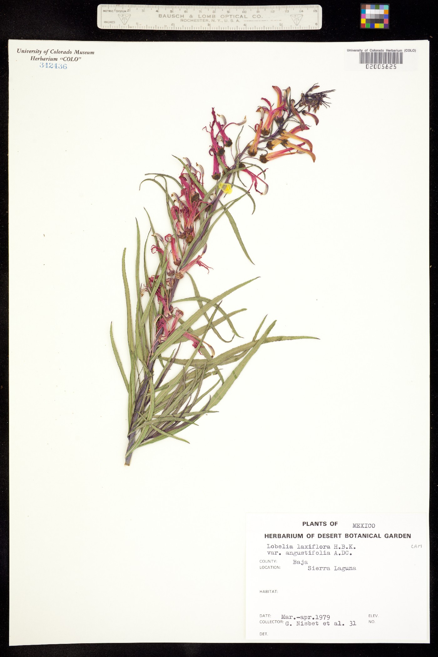 Lobelia laxiflora ssp. angustifolia image