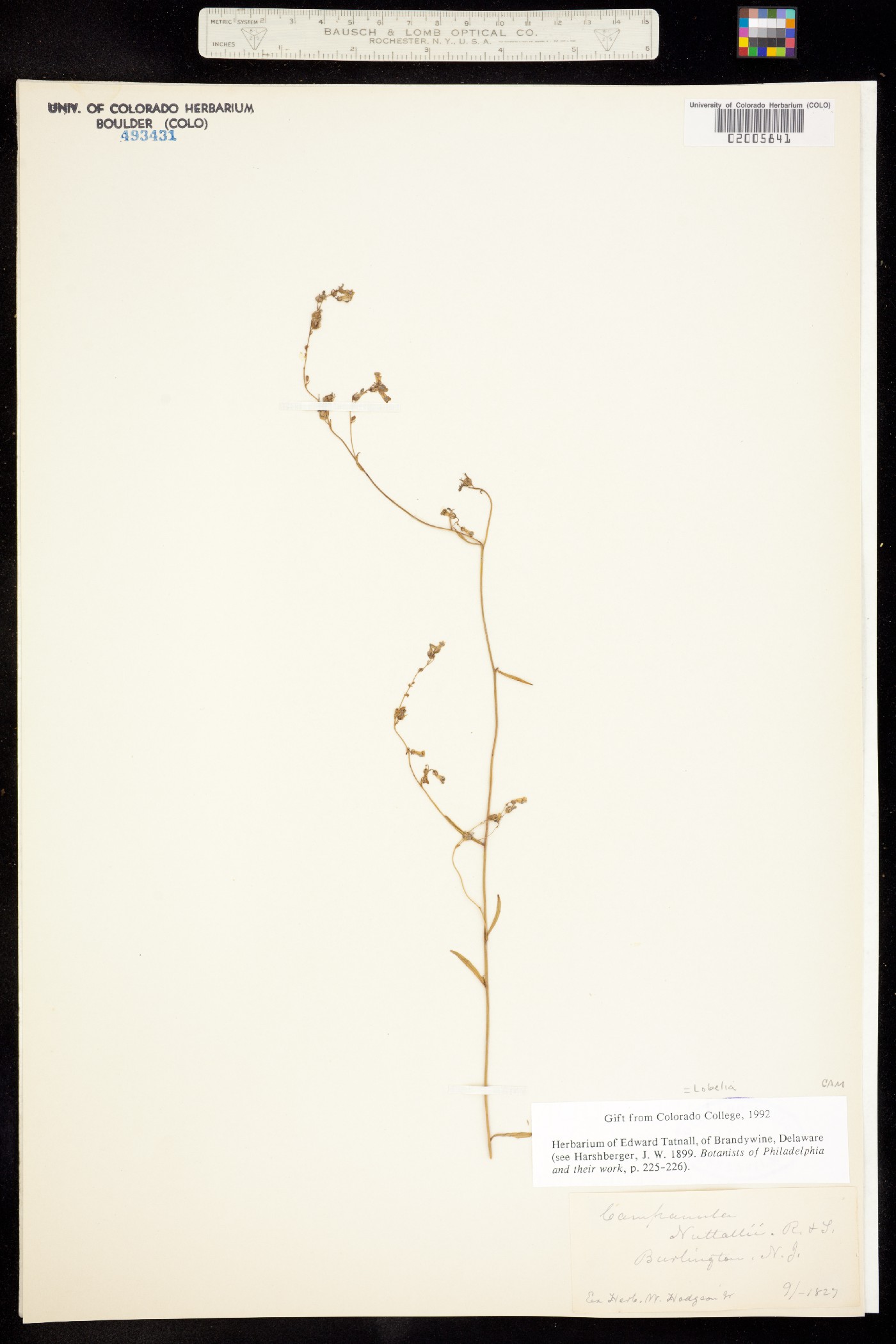 Lobelia nuttallii image