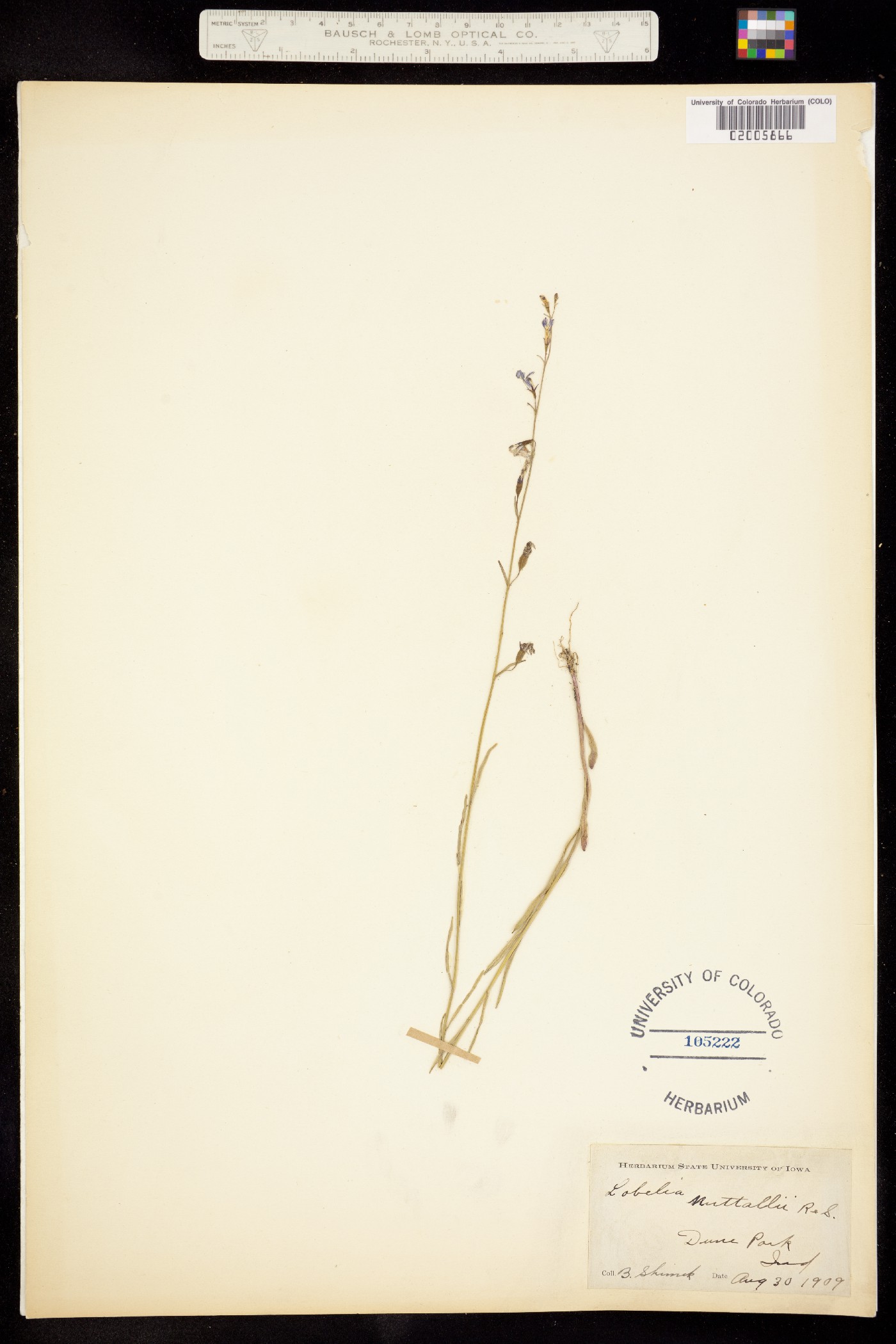 Lobelia nuttallii image
