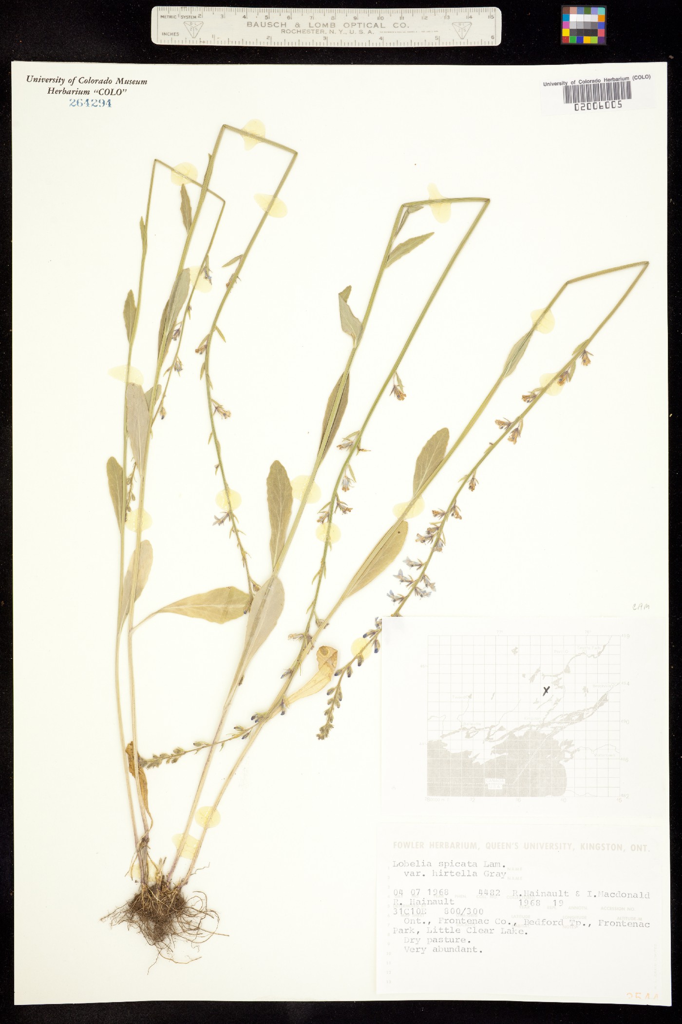 Lobelia spicata image