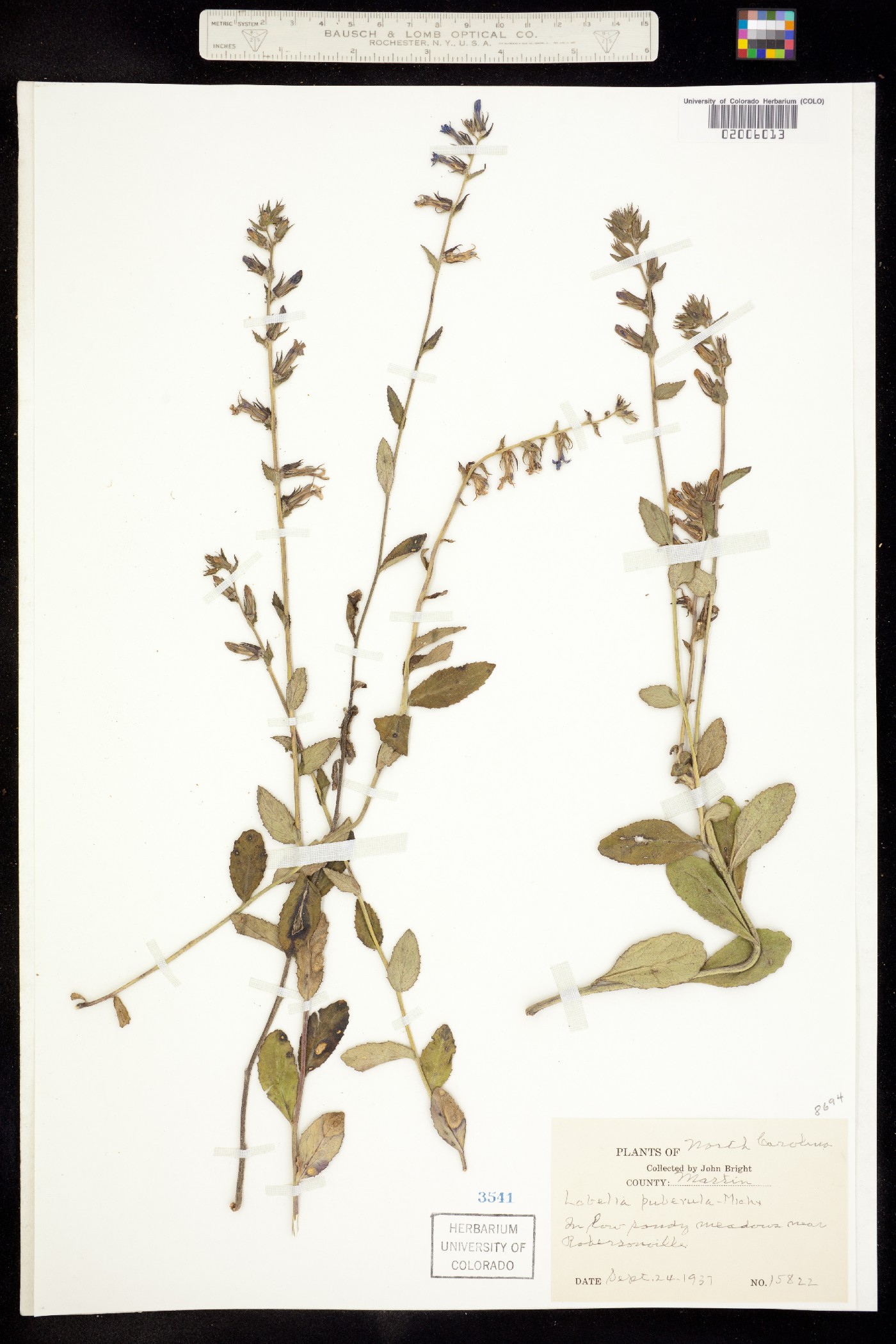 Lobelia puberula image