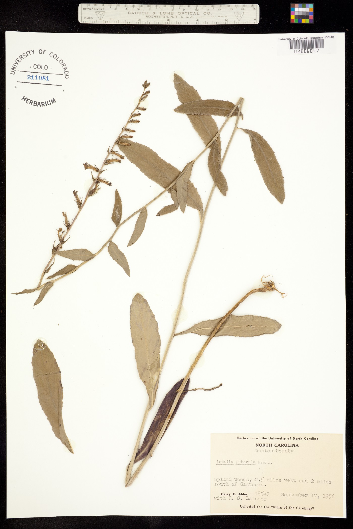 Lobelia puberula image