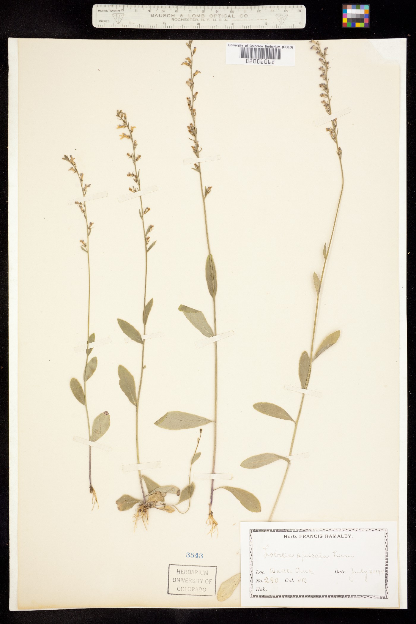 Lobelia spicata image