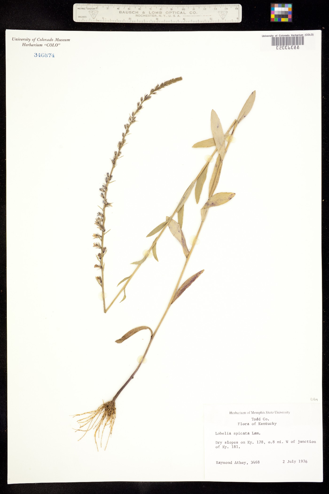 Lobelia spicata image