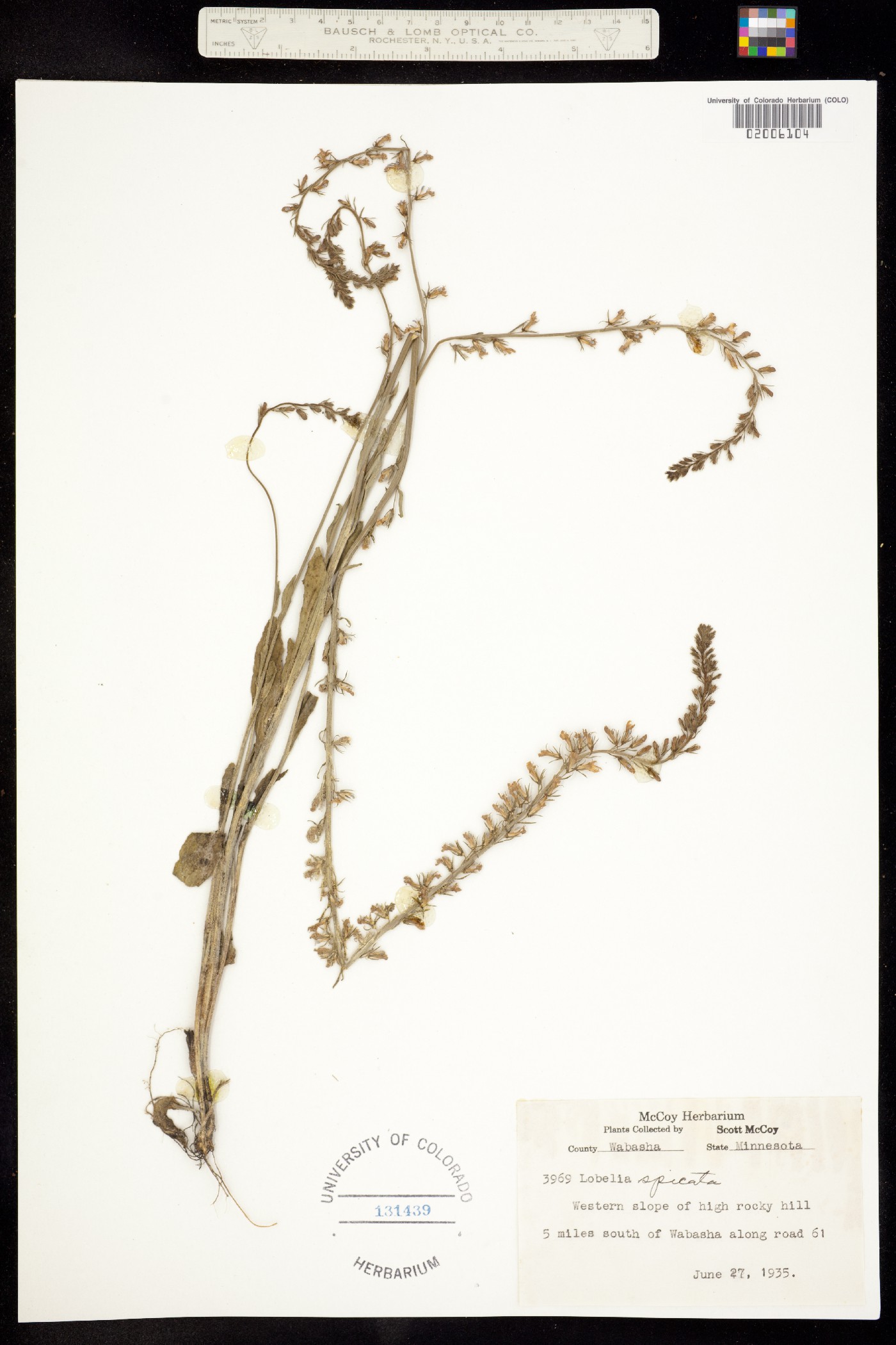 Lobelia spicata image
