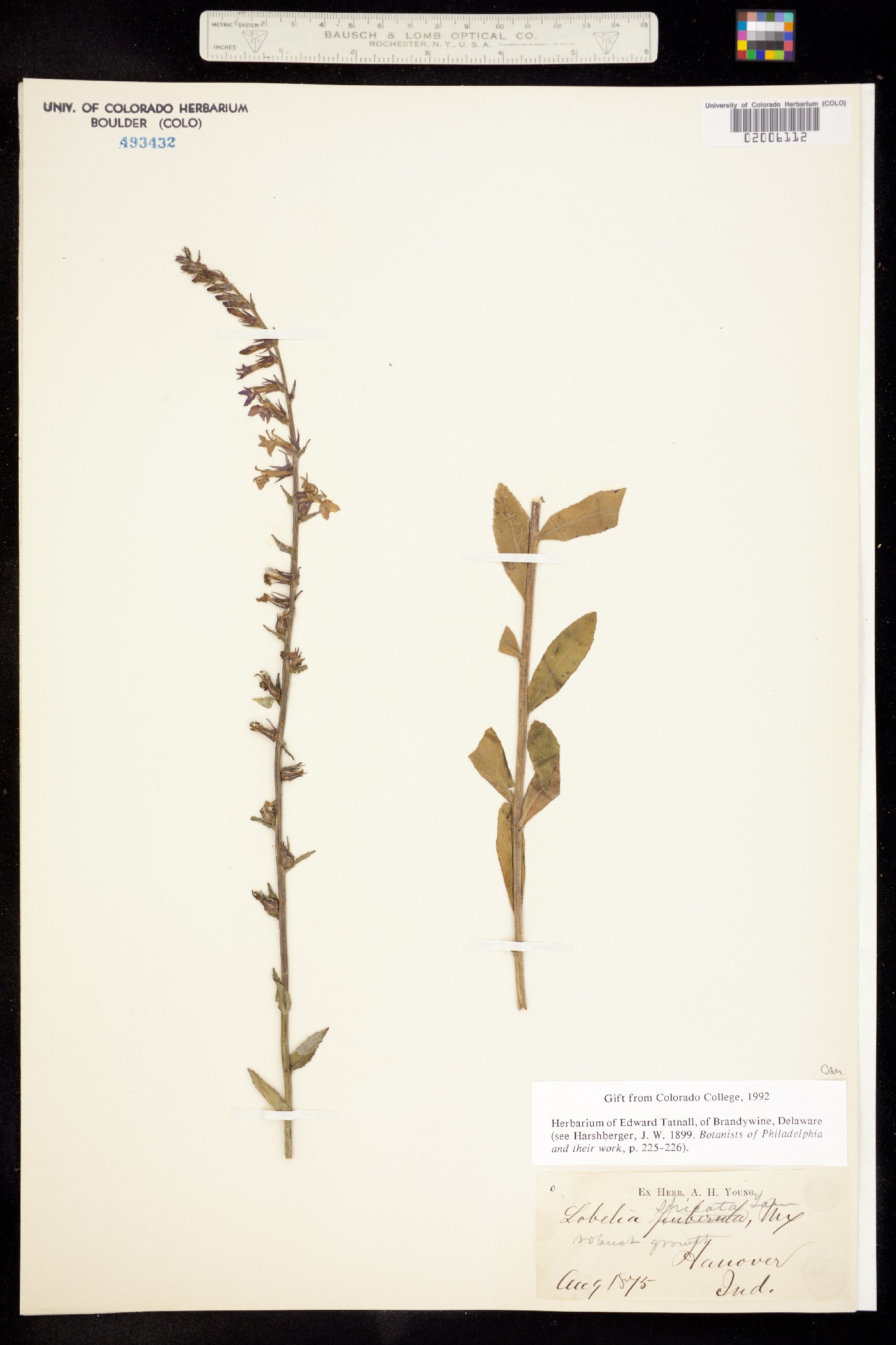 Lobelia spicata image