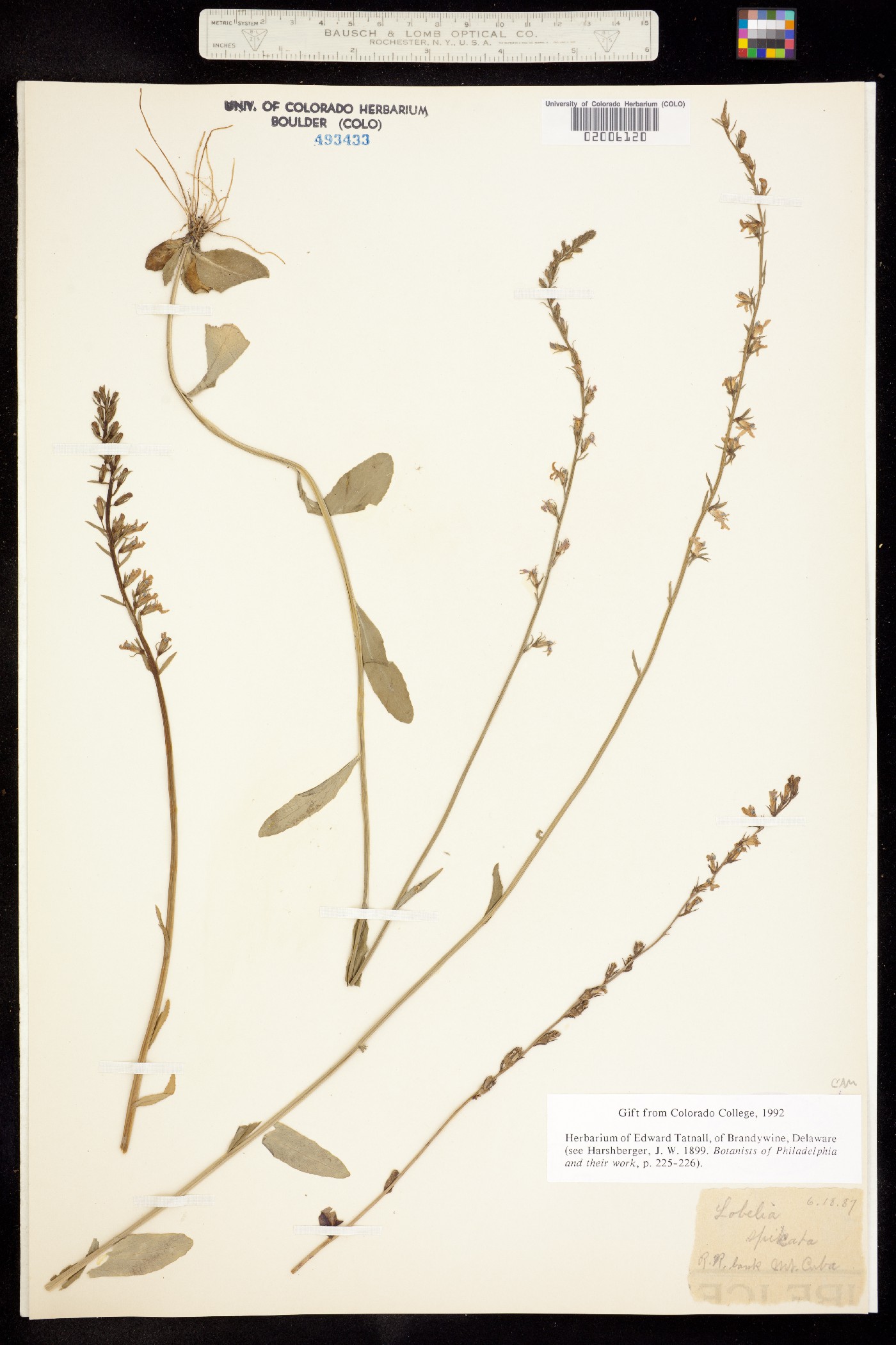 Lobelia spicata image