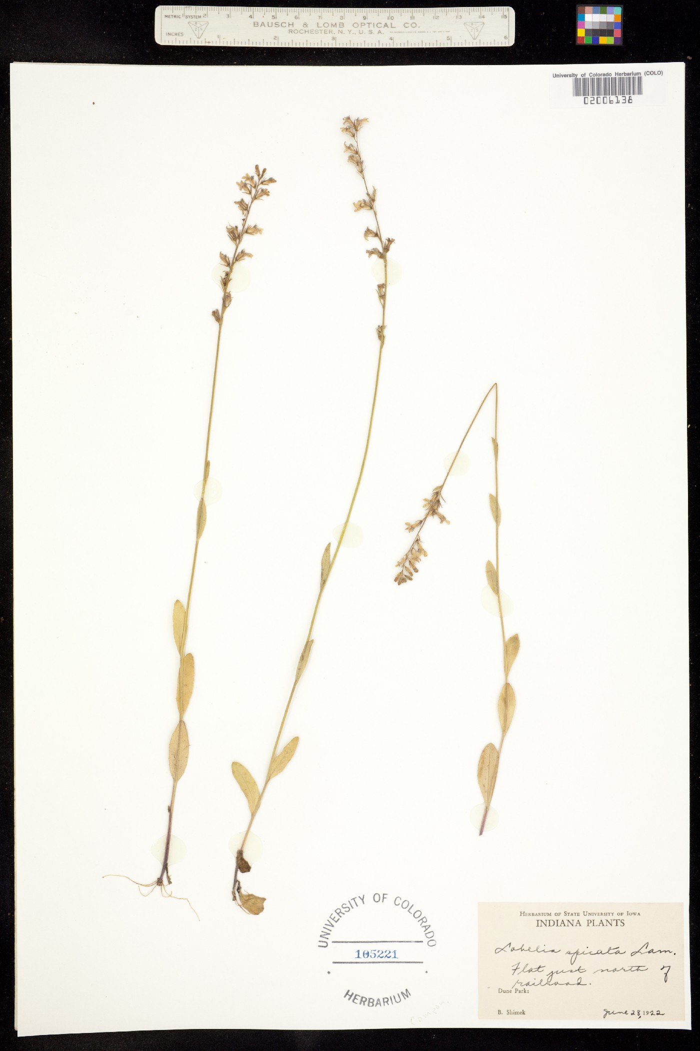 Lobelia spicata image