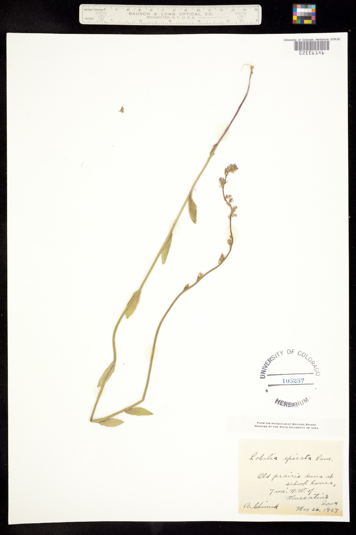 Lobelia spicata image