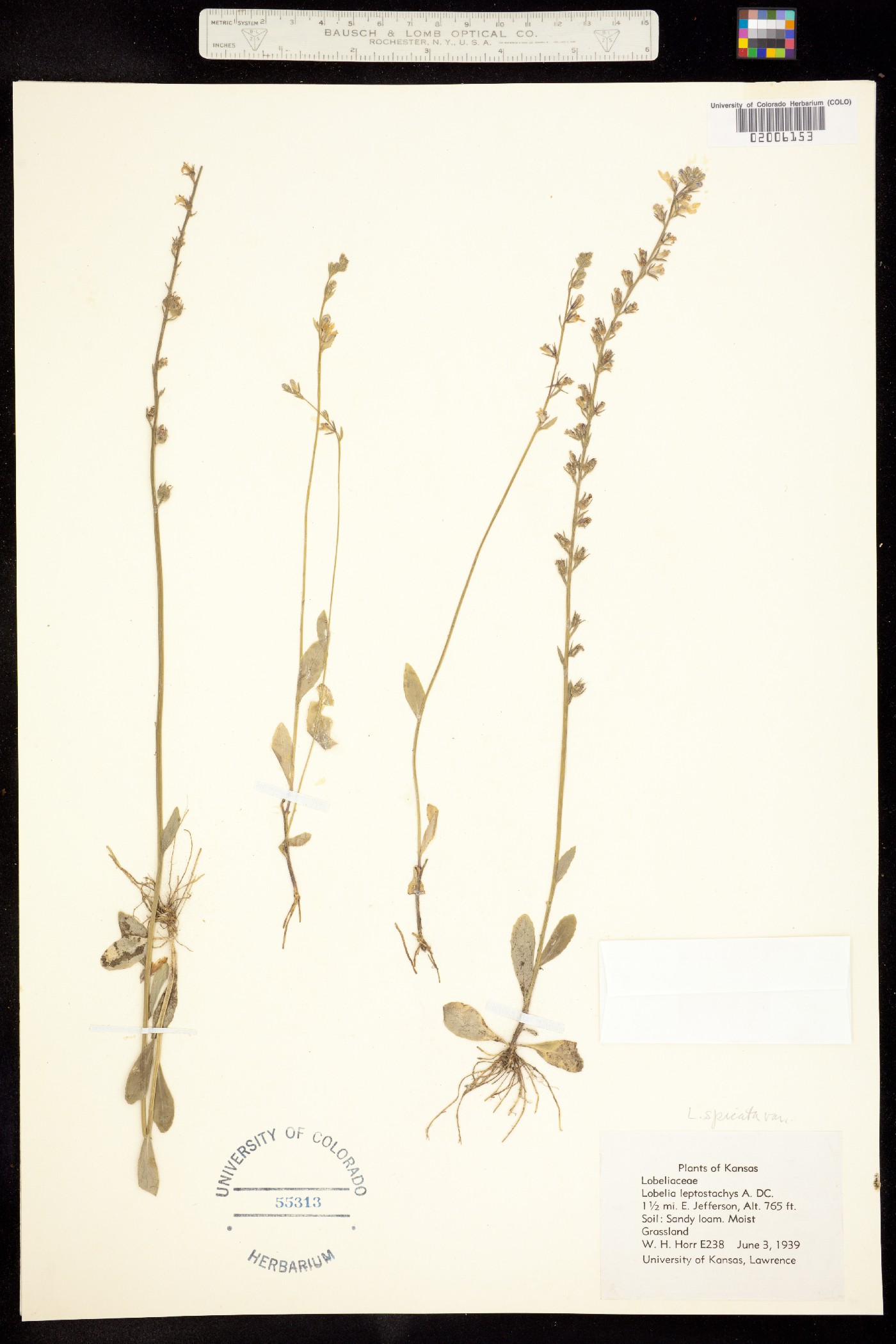 Lobelia spicata image