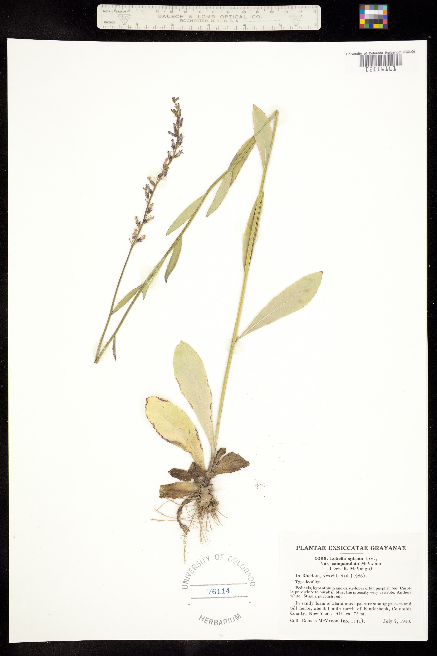 Lobelia spicata image