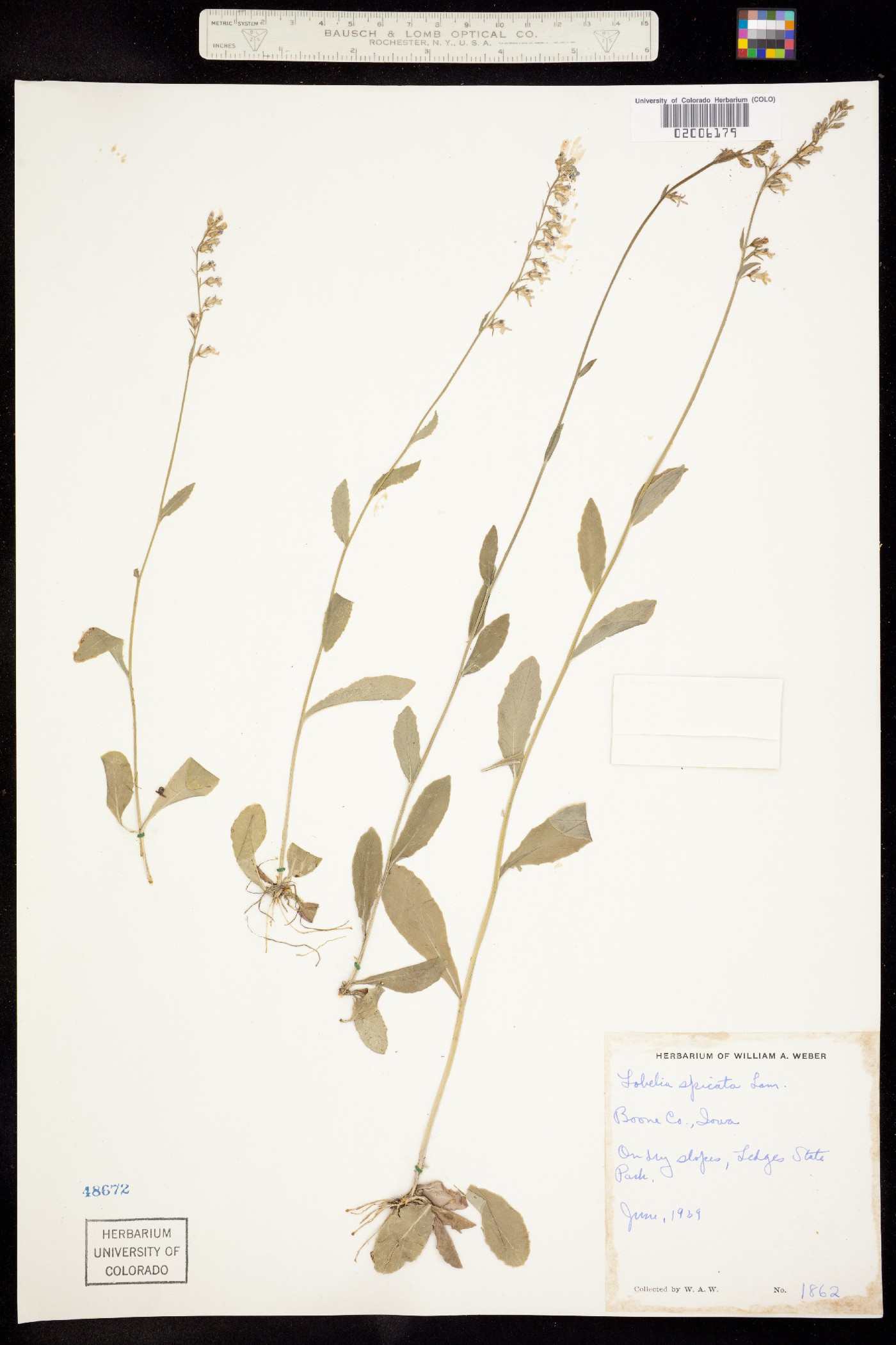 Lobelia spicata image