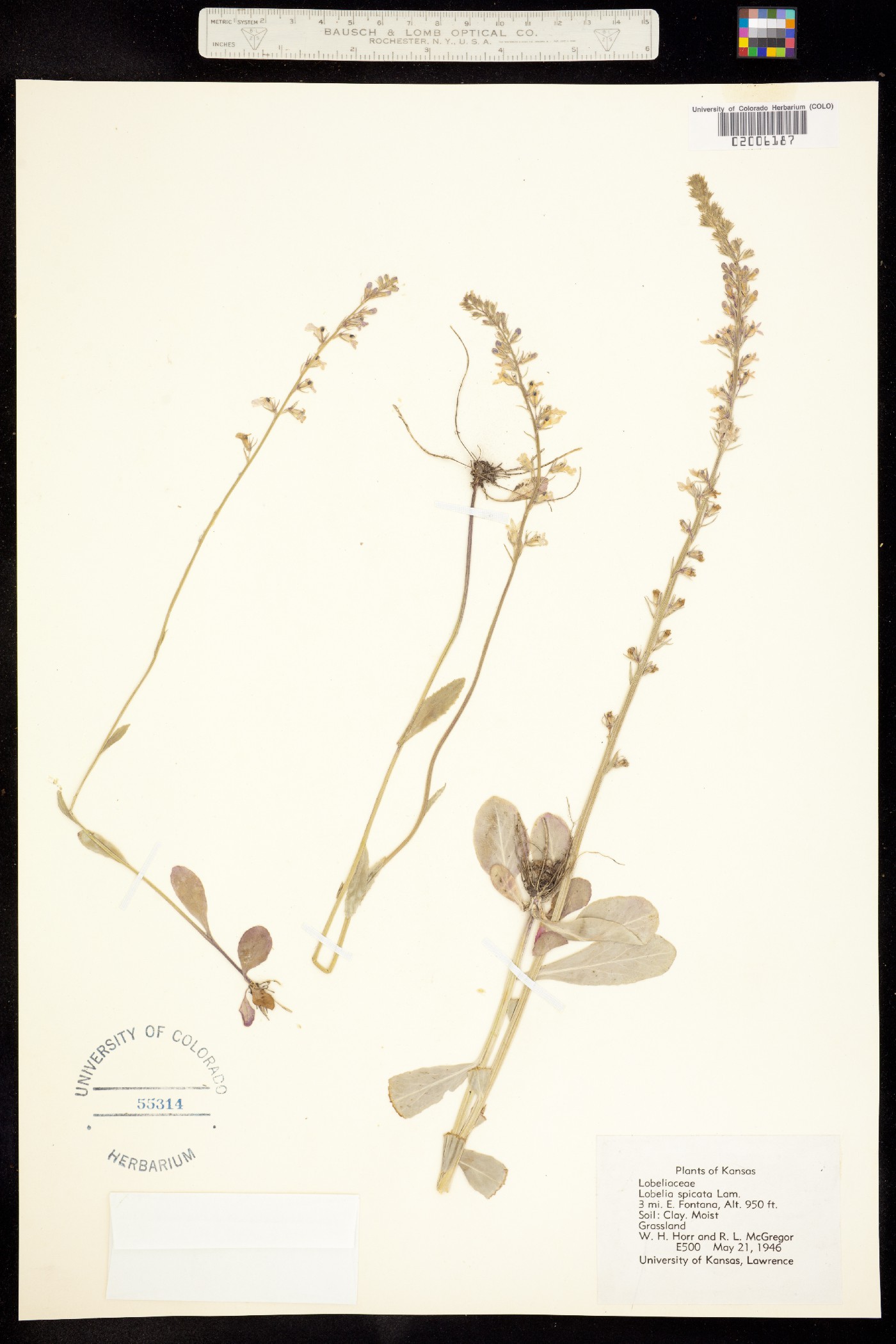 Lobelia spicata image