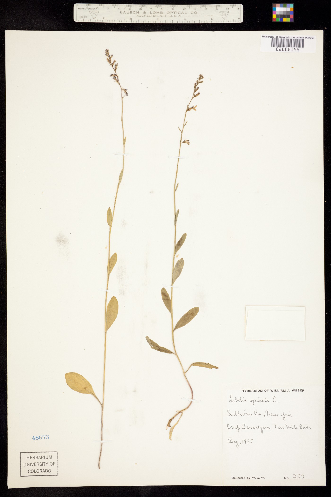 Lobelia spicata image