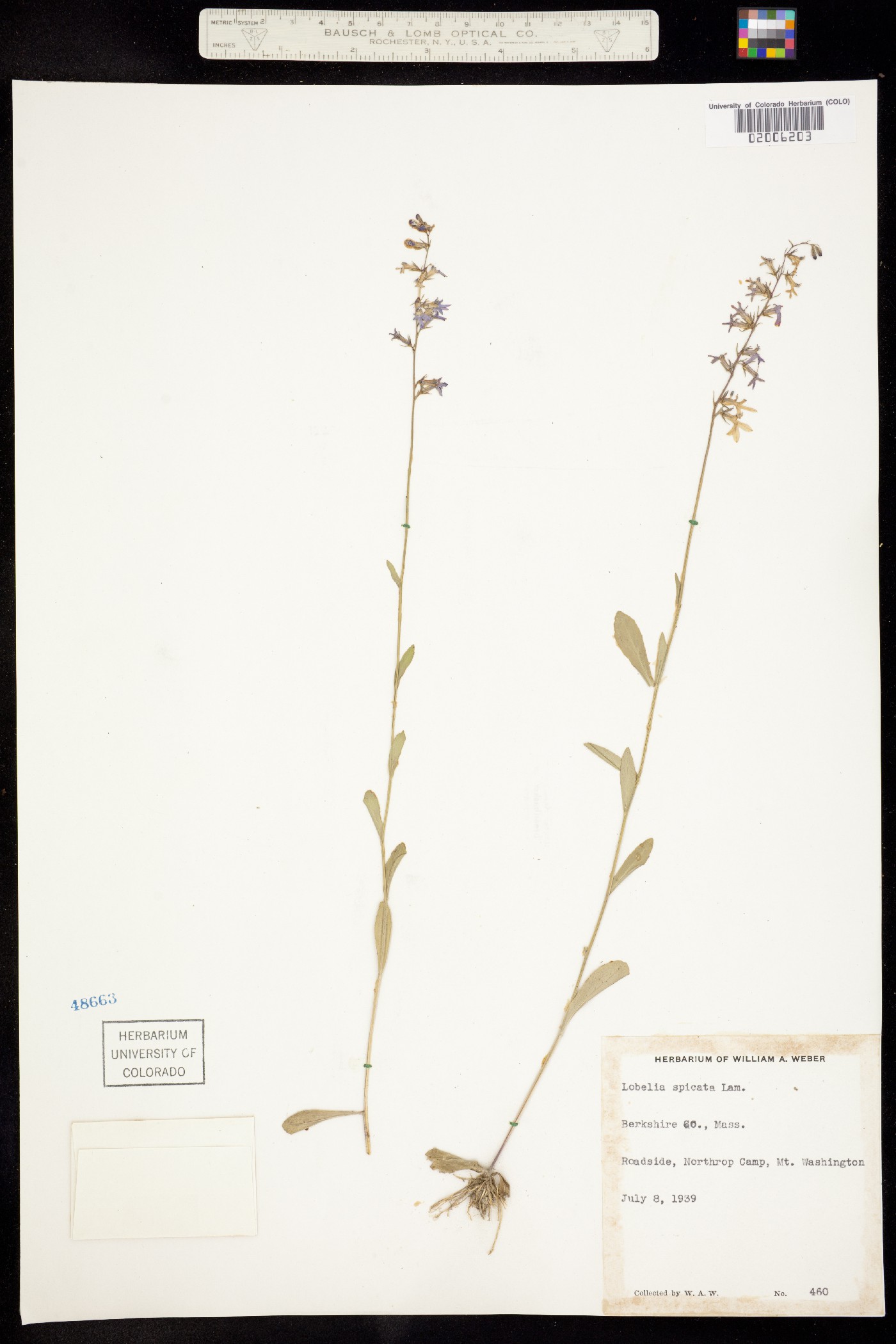 Lobelia spicata image