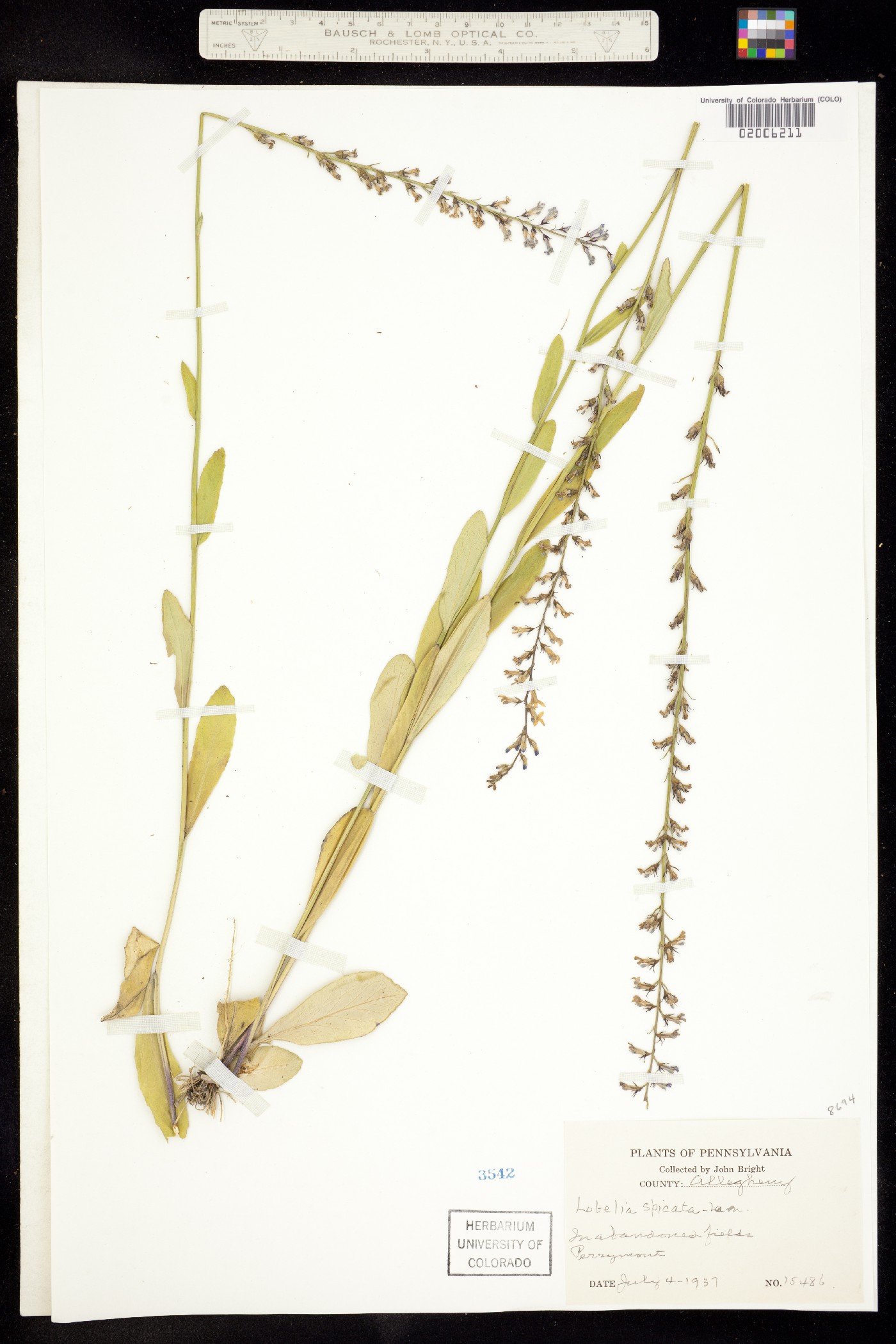 Lobelia spicata image