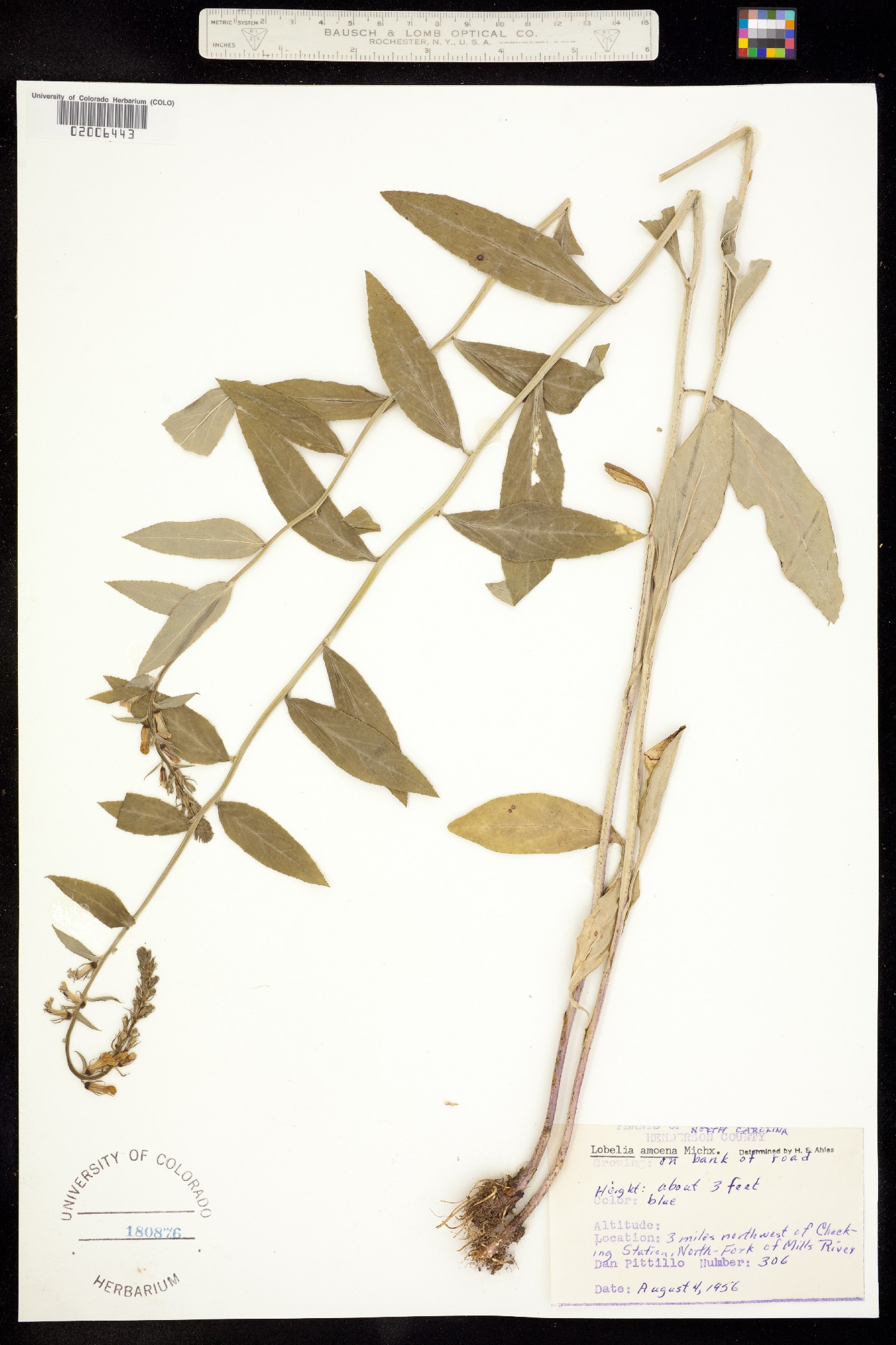 Lobelia amoena image