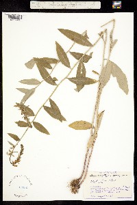Image of Lobelia amoena