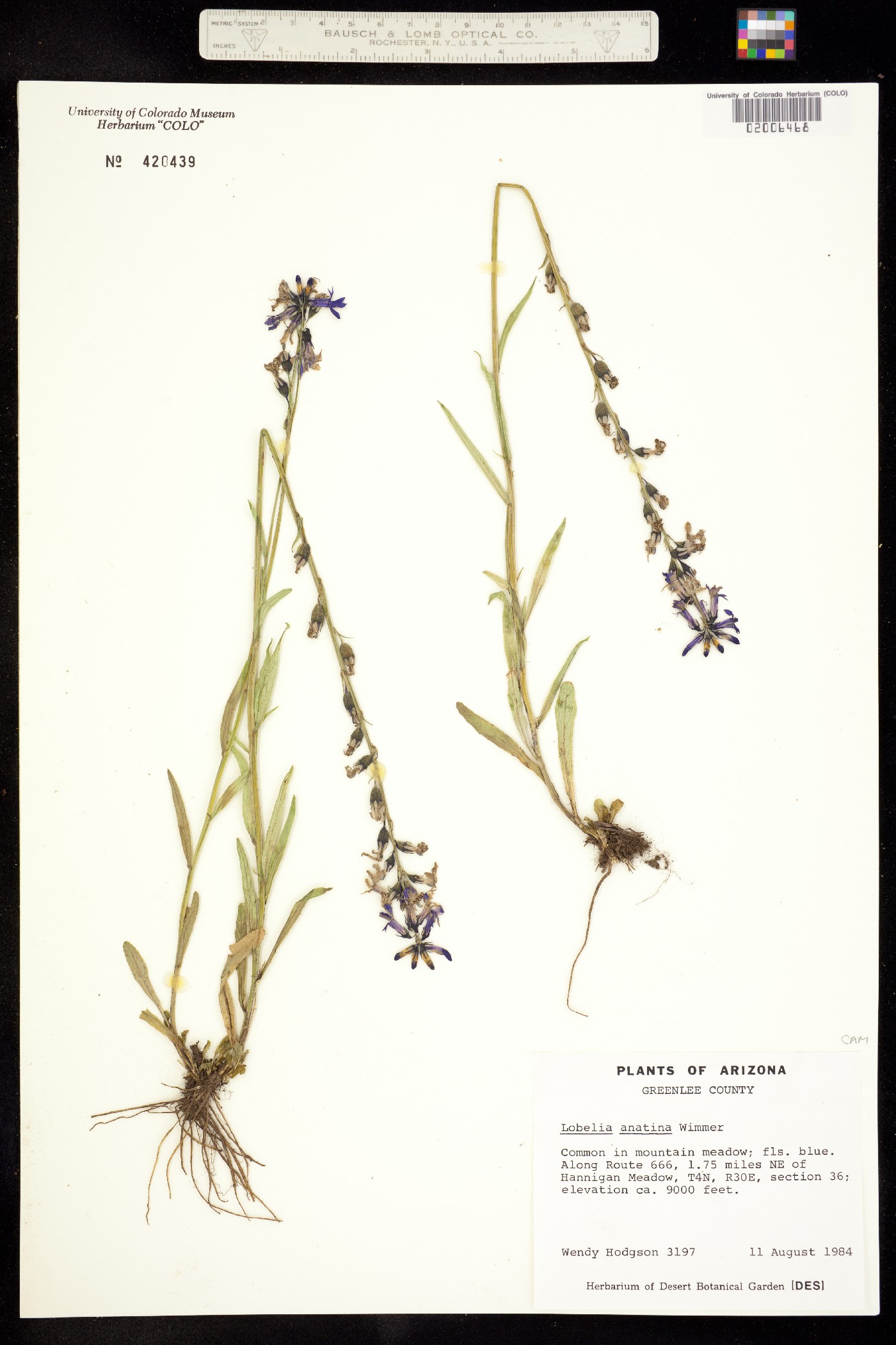 Lobelia anatina image