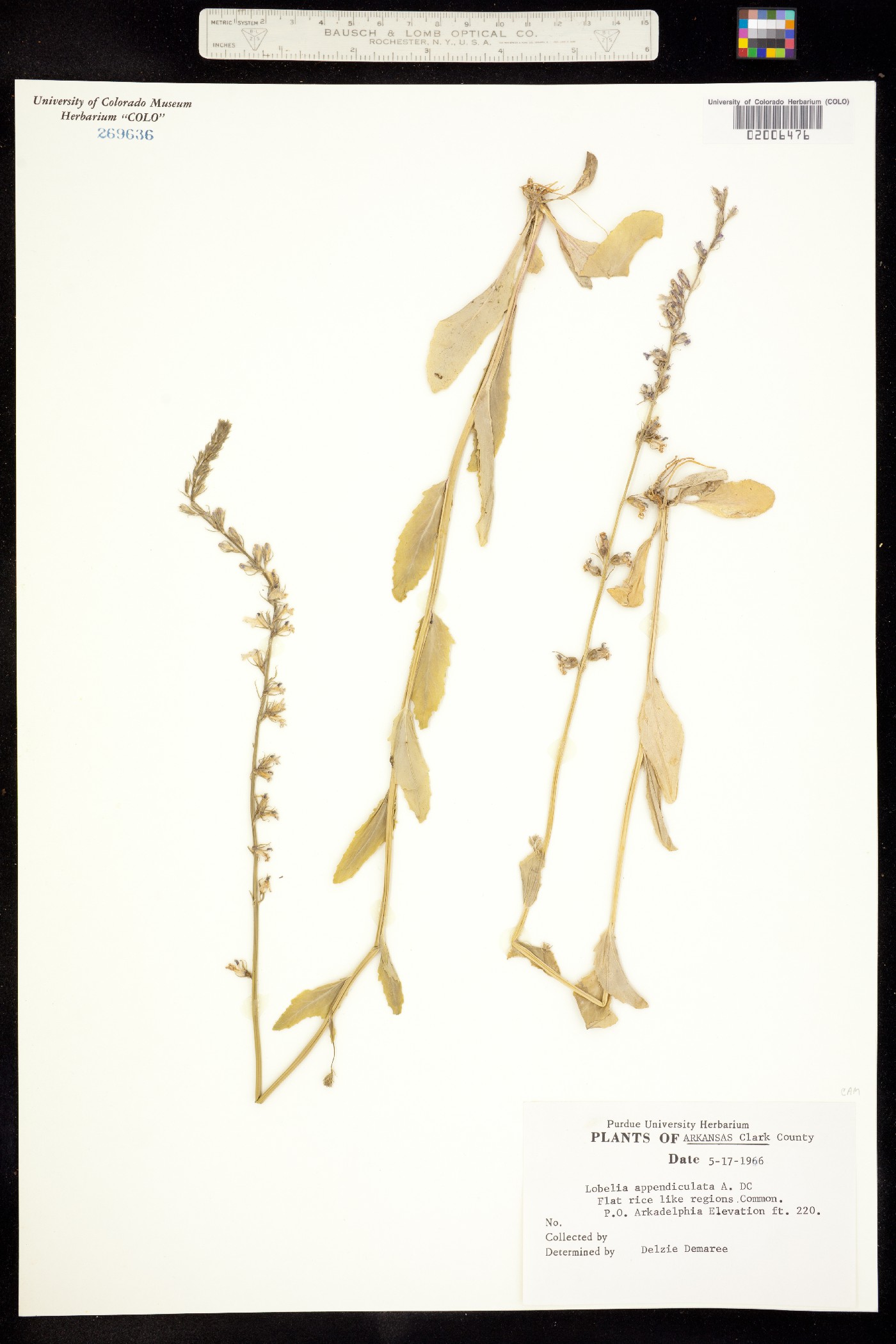 Lobelia appendiculata image