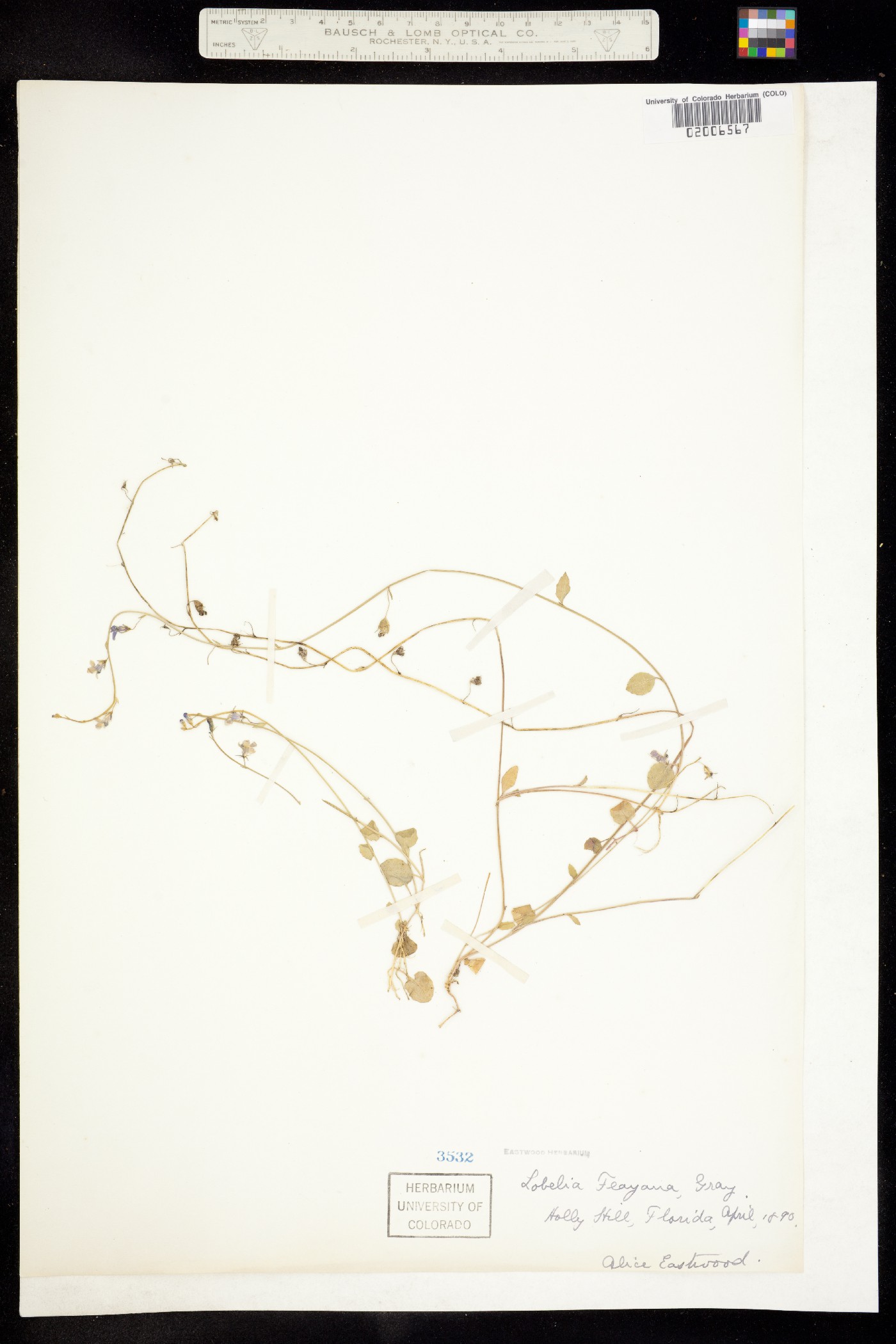 Lobelia feayana image