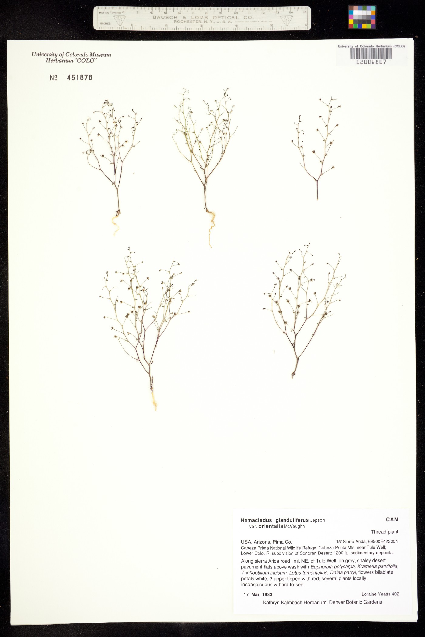 Nemacladus orientalis image