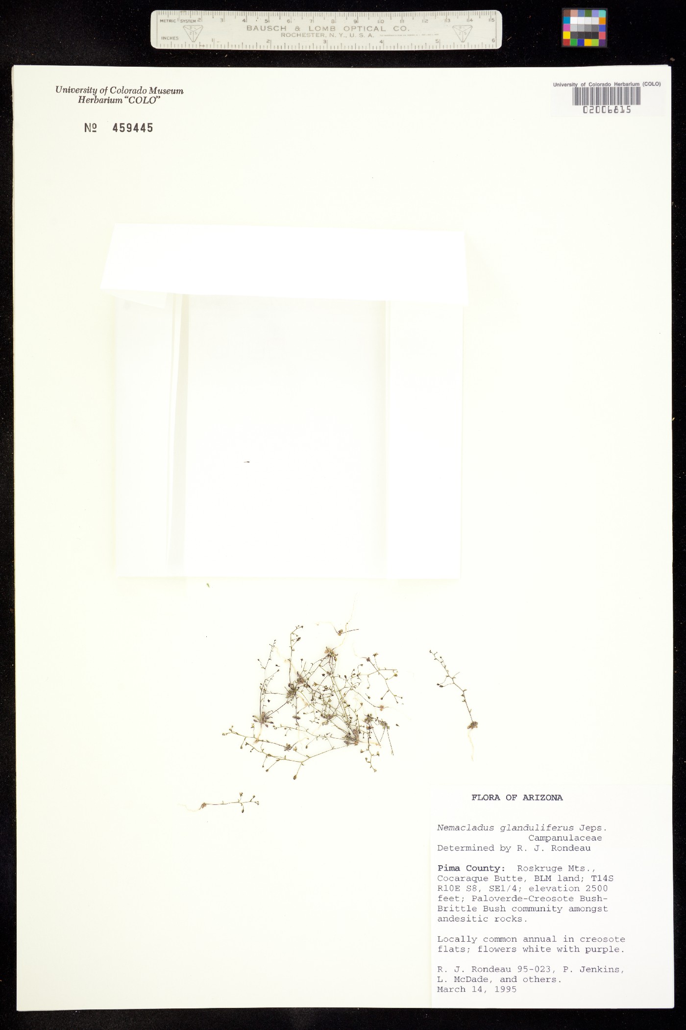 Nemacladus image