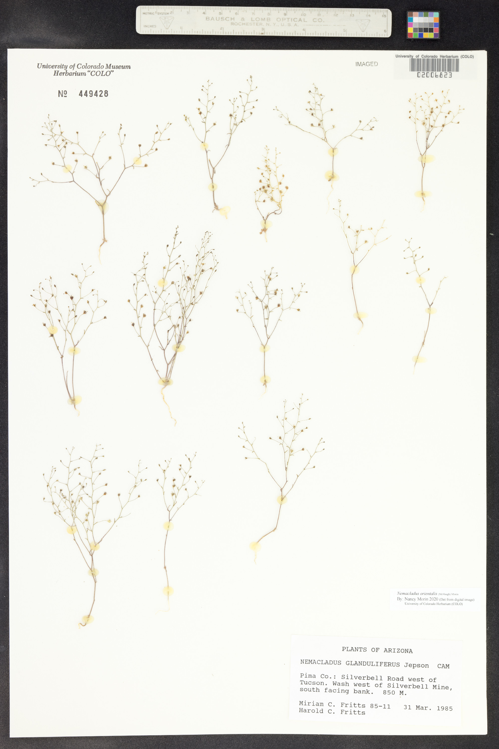 Nemacladus orientalis image